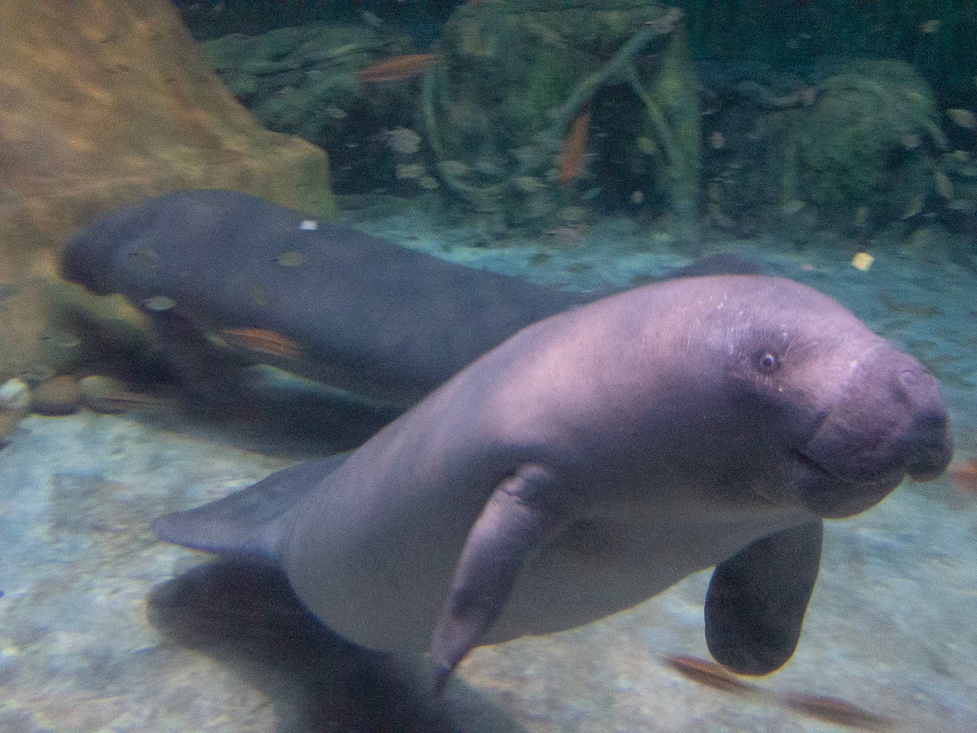 African Manatee
