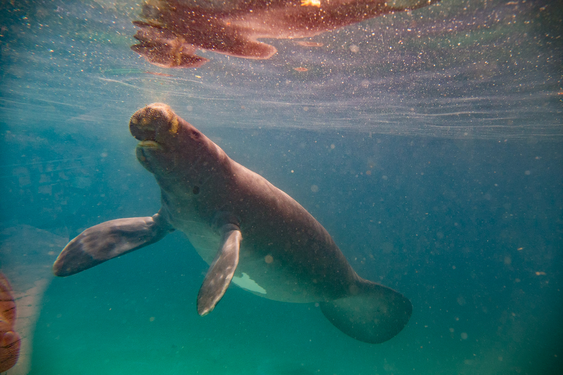 Amazonian Manatee