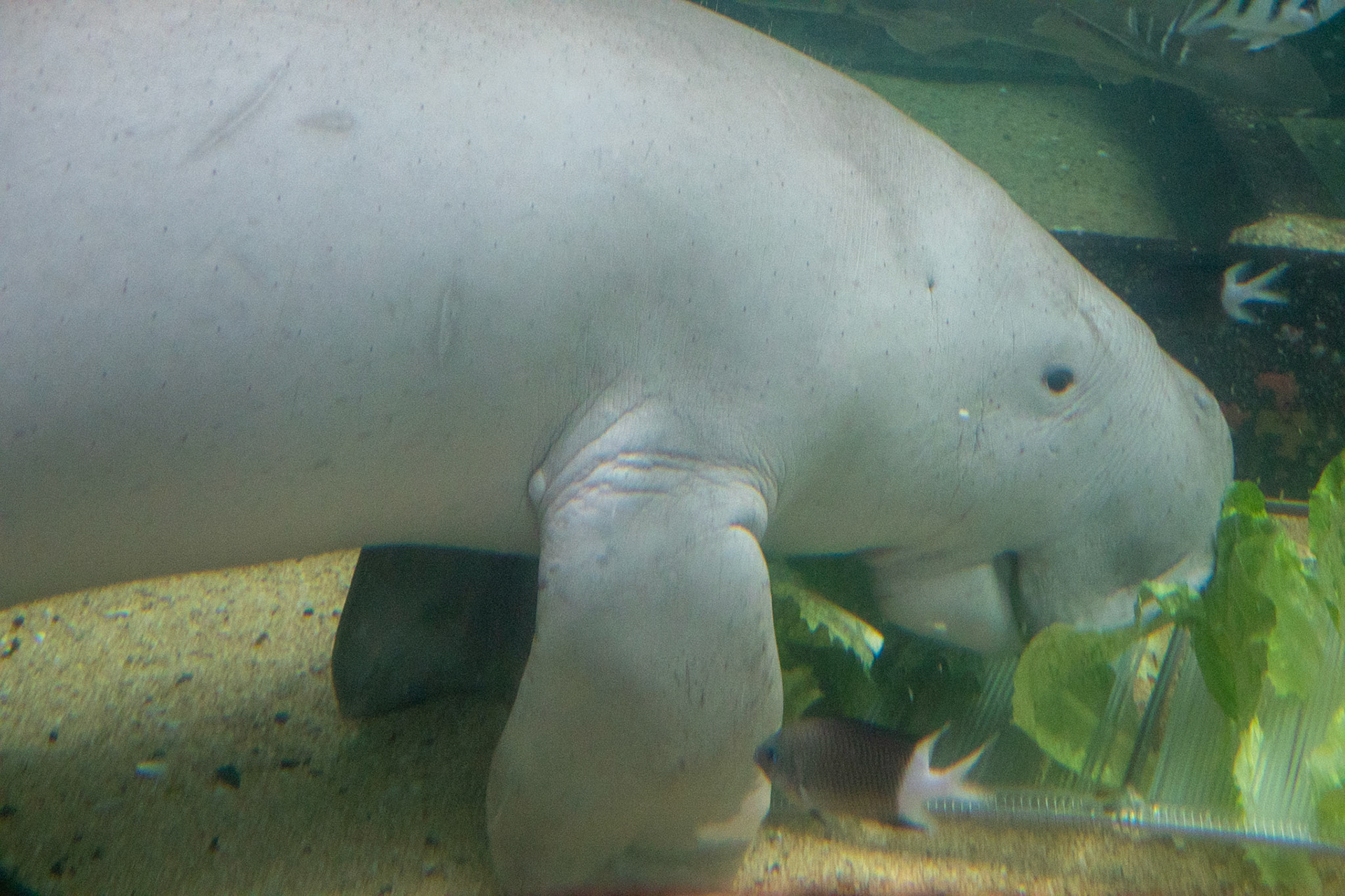 Dugong
