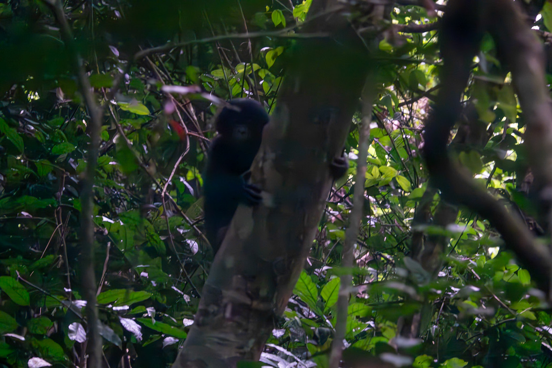 Surrounded by 5 bonobos