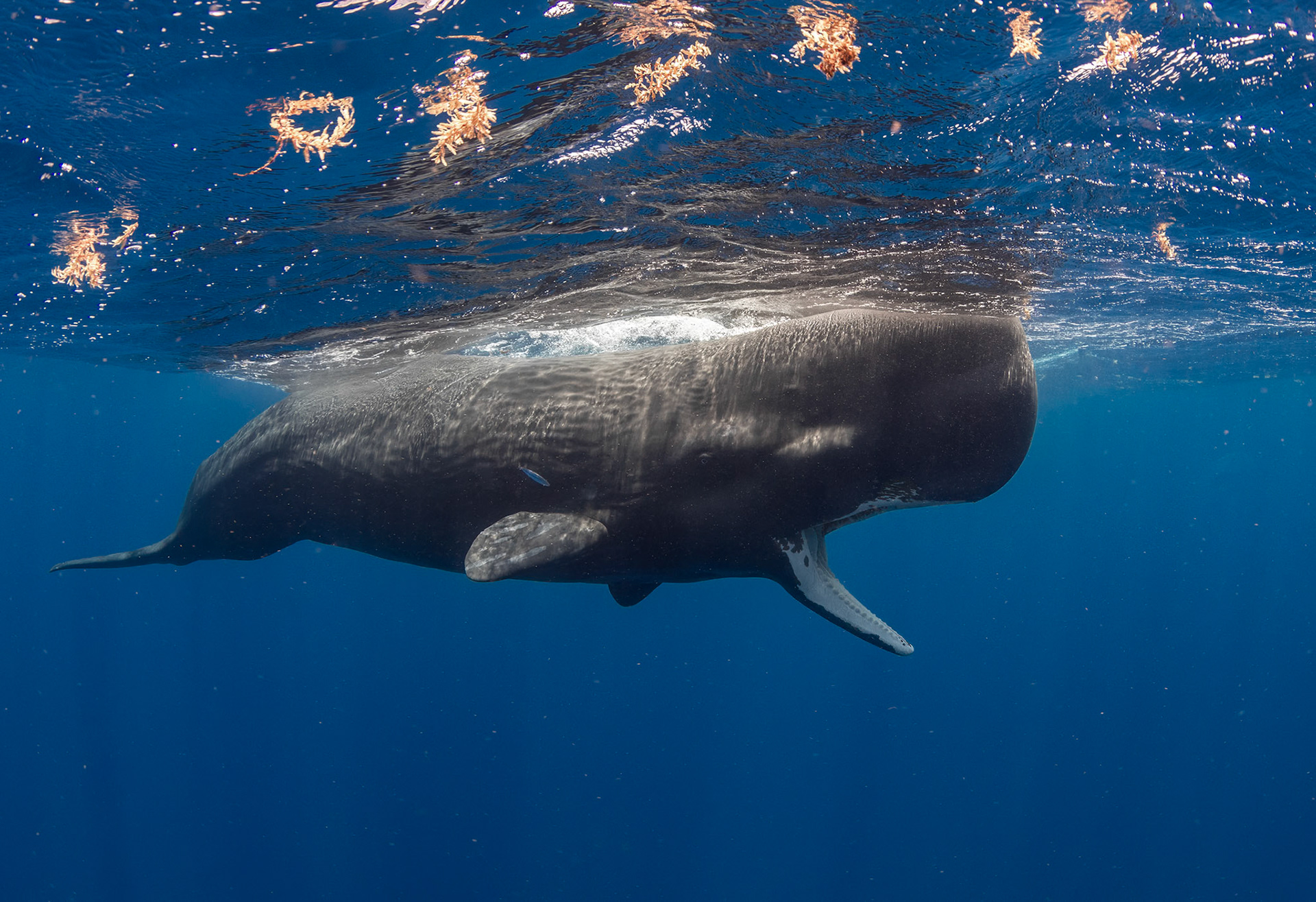 Sperm Whale off Dominica Island, Caribbean. Wildlife photography expeditions with Eli Martinez.