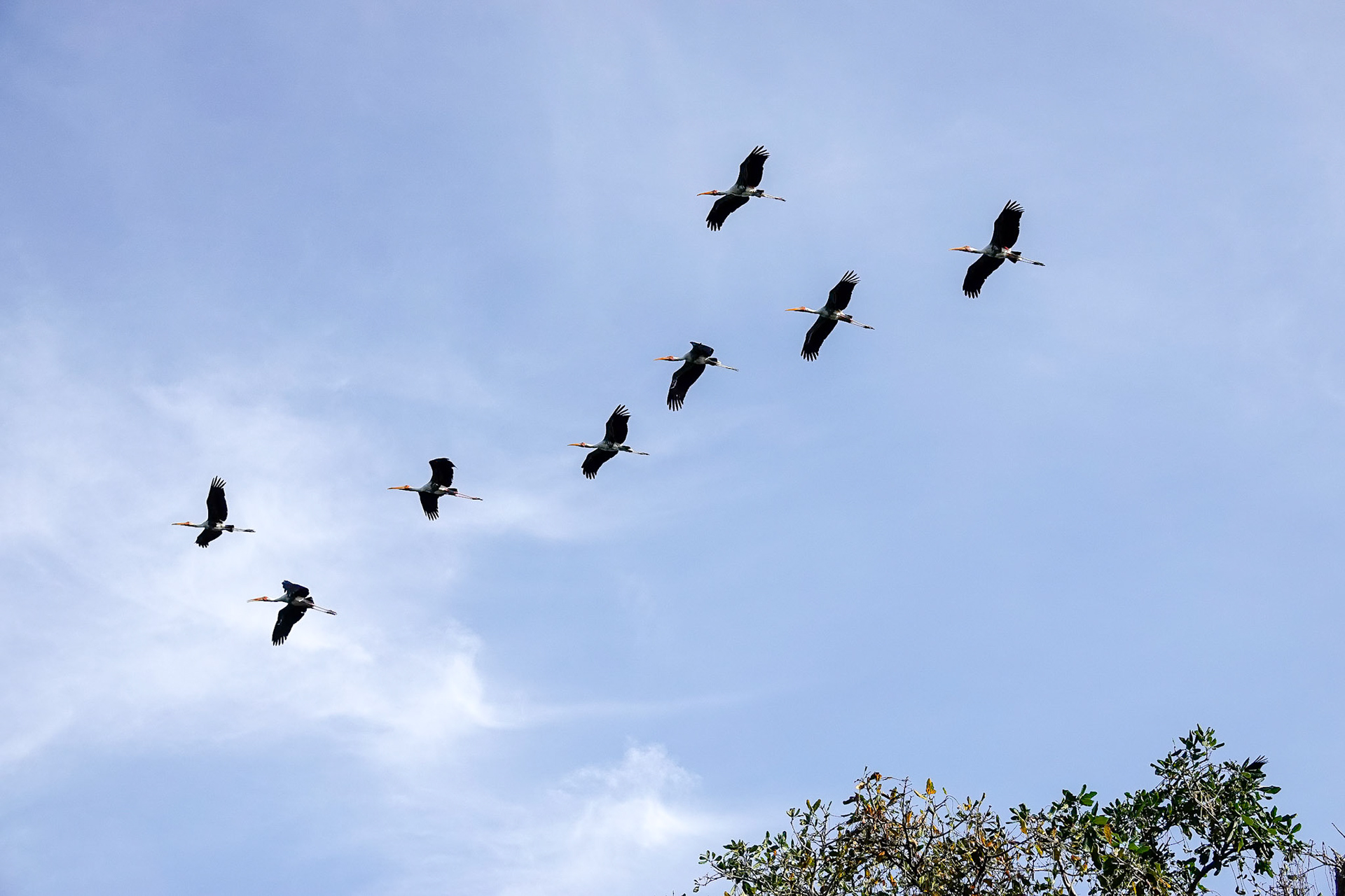 Prek Toal Bird Sanctuary