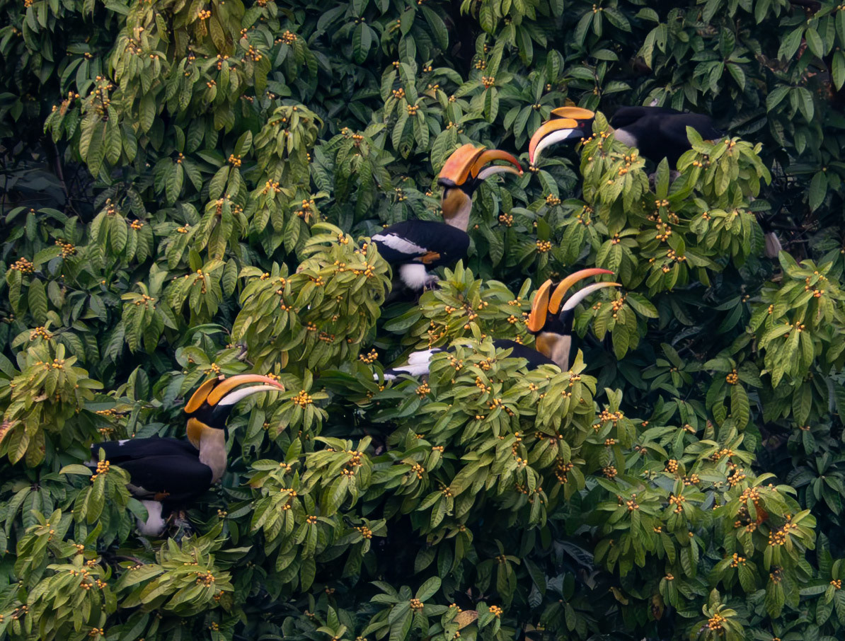 Great Hornbills at Fruiting Tree