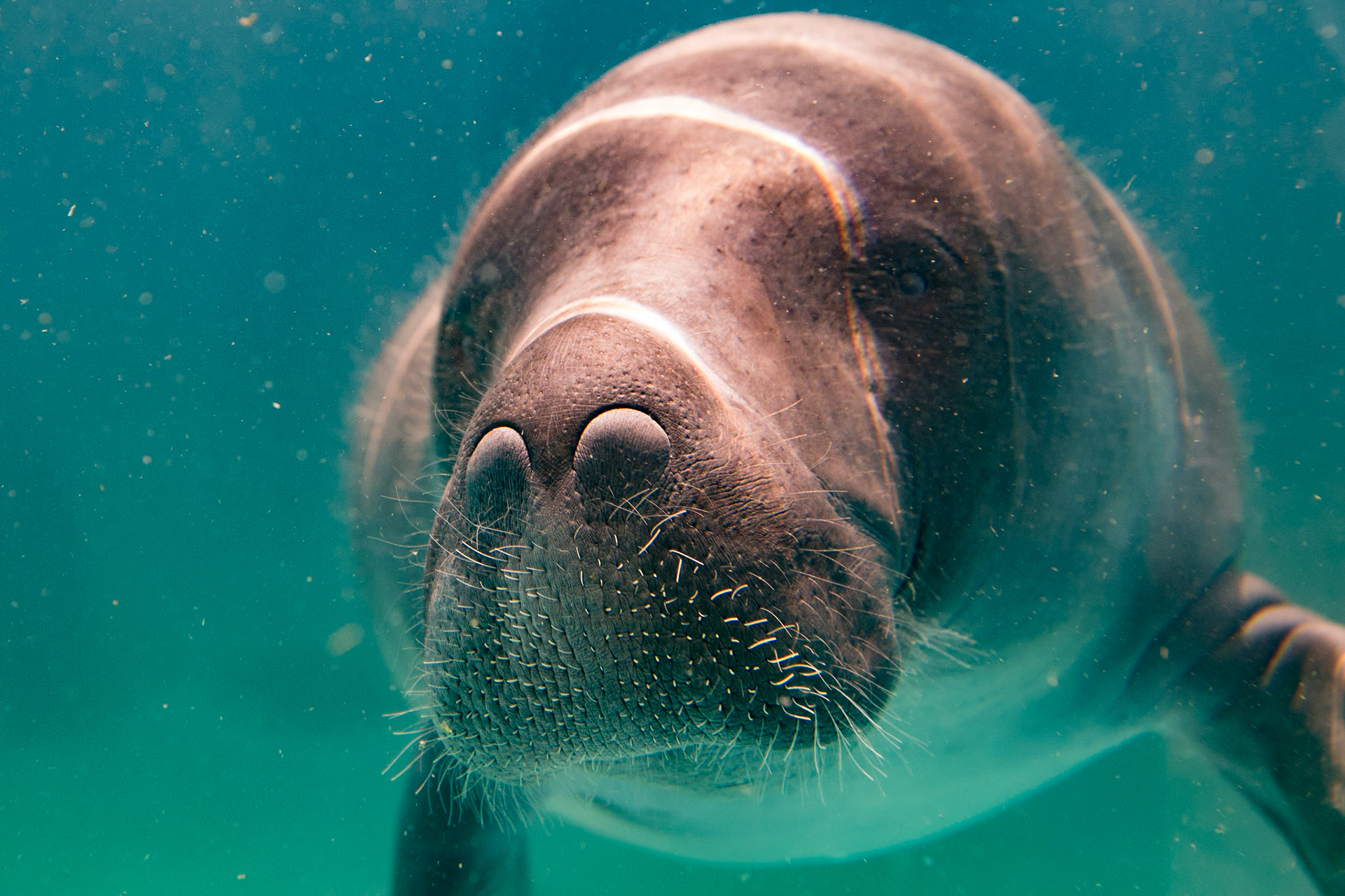 Amazonian Manatee