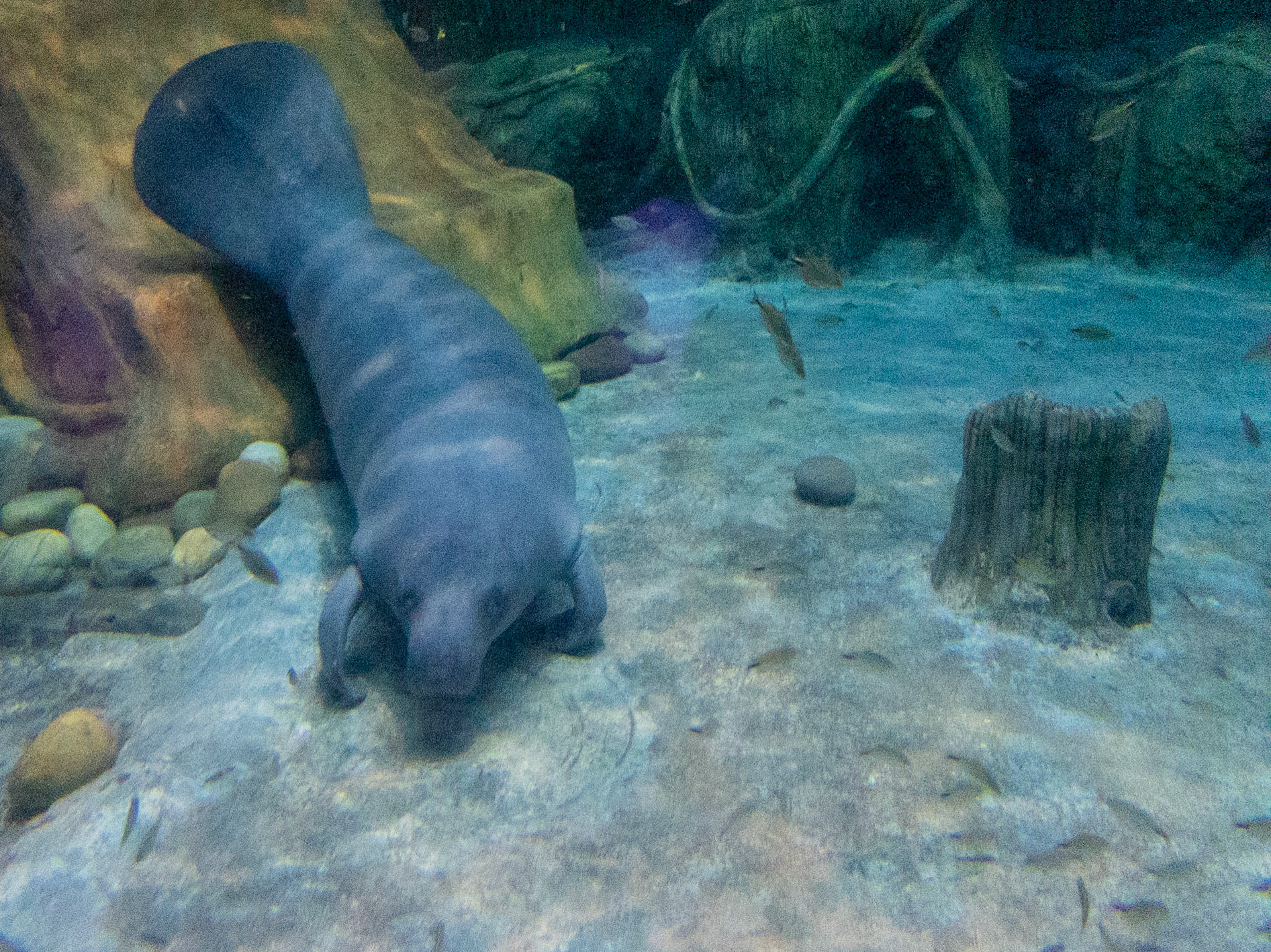 African Manatee