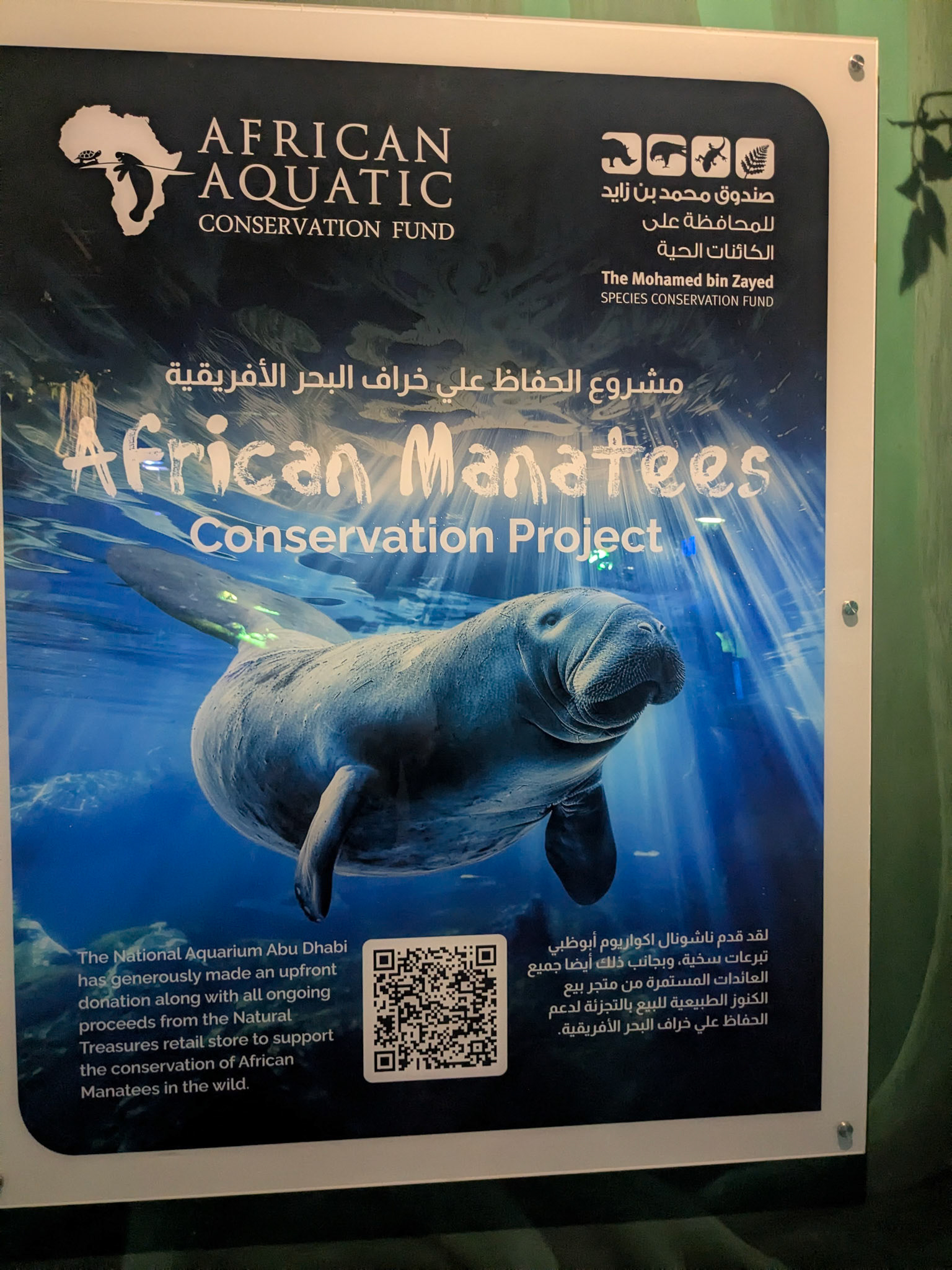 African Manatee