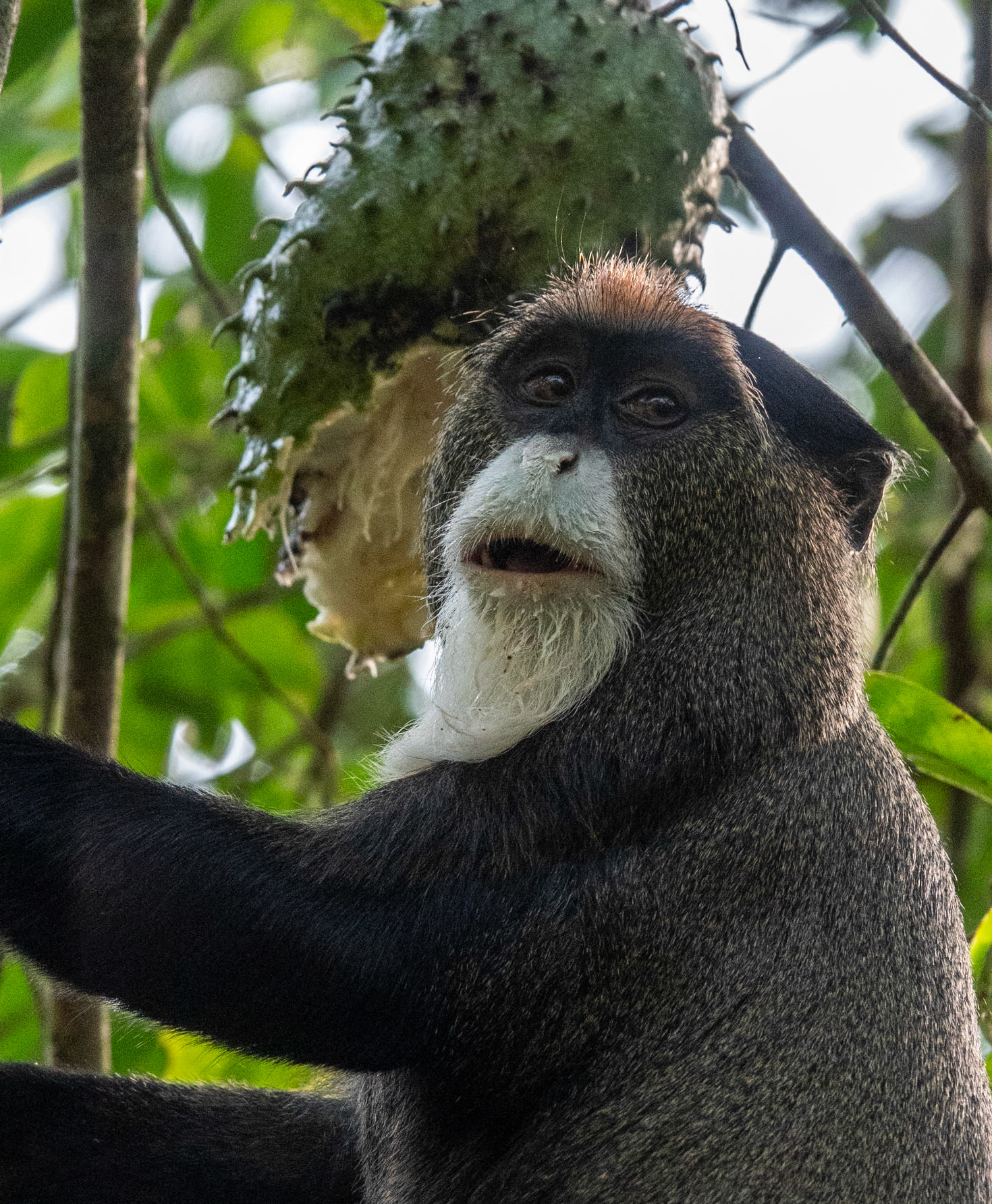 De Brazza Monkey
