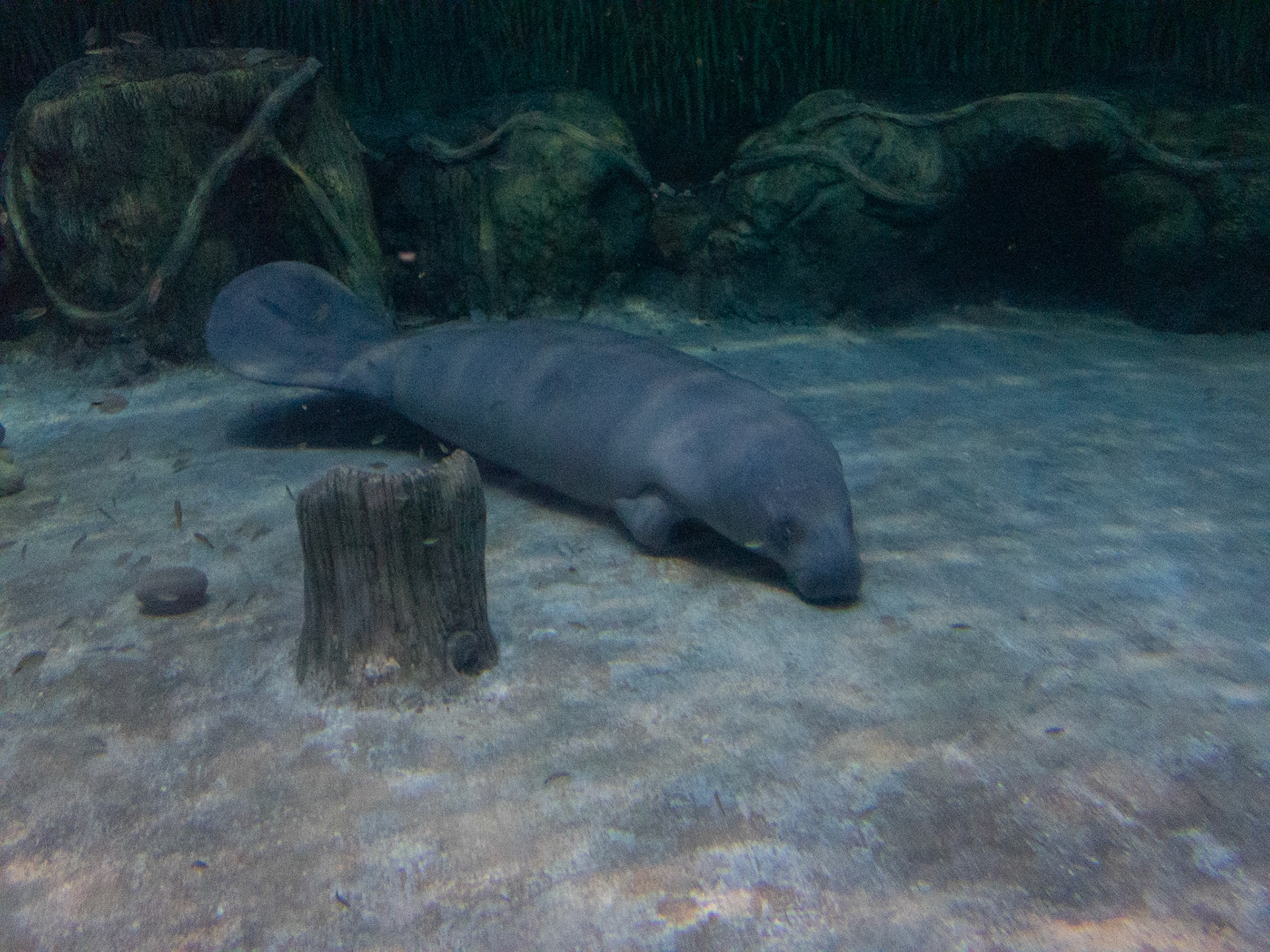 African Manatee