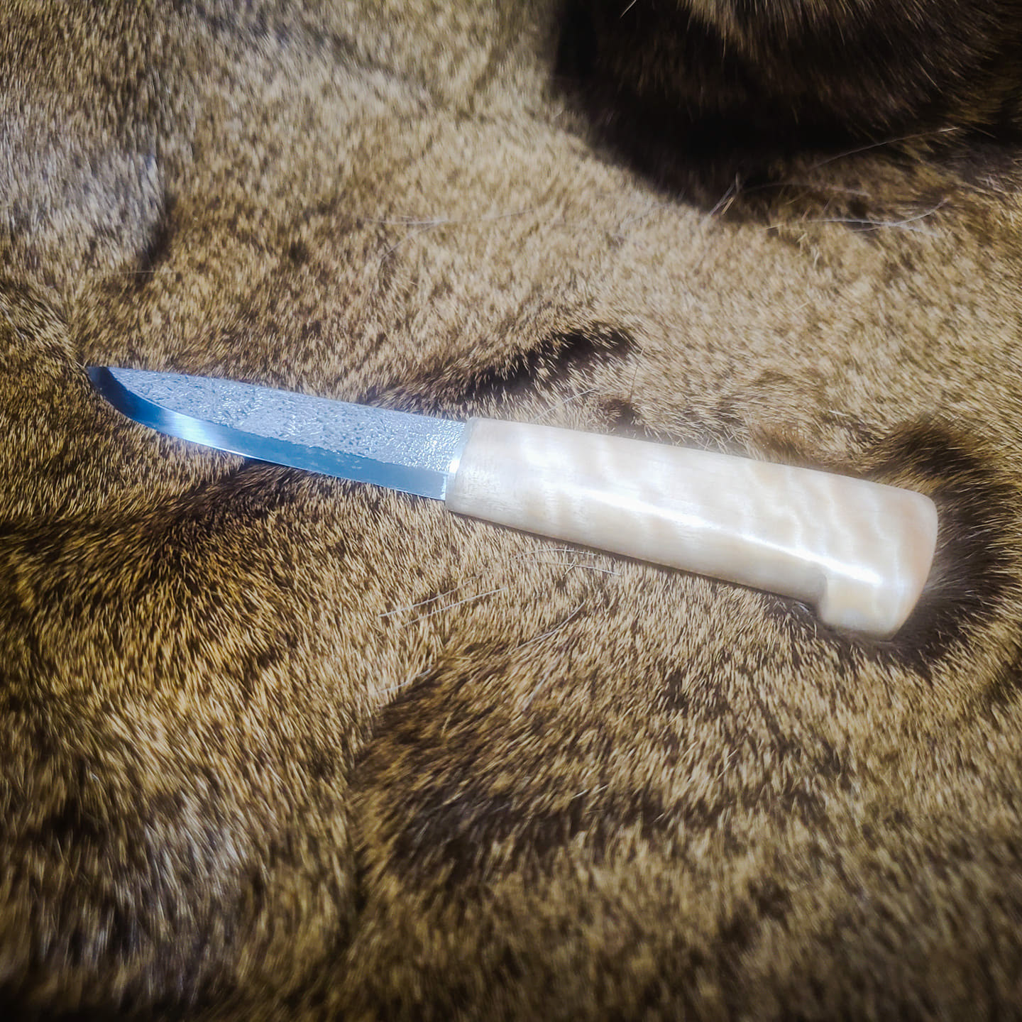 1095 blade, sterling silver bolster, cottonwood burl grip