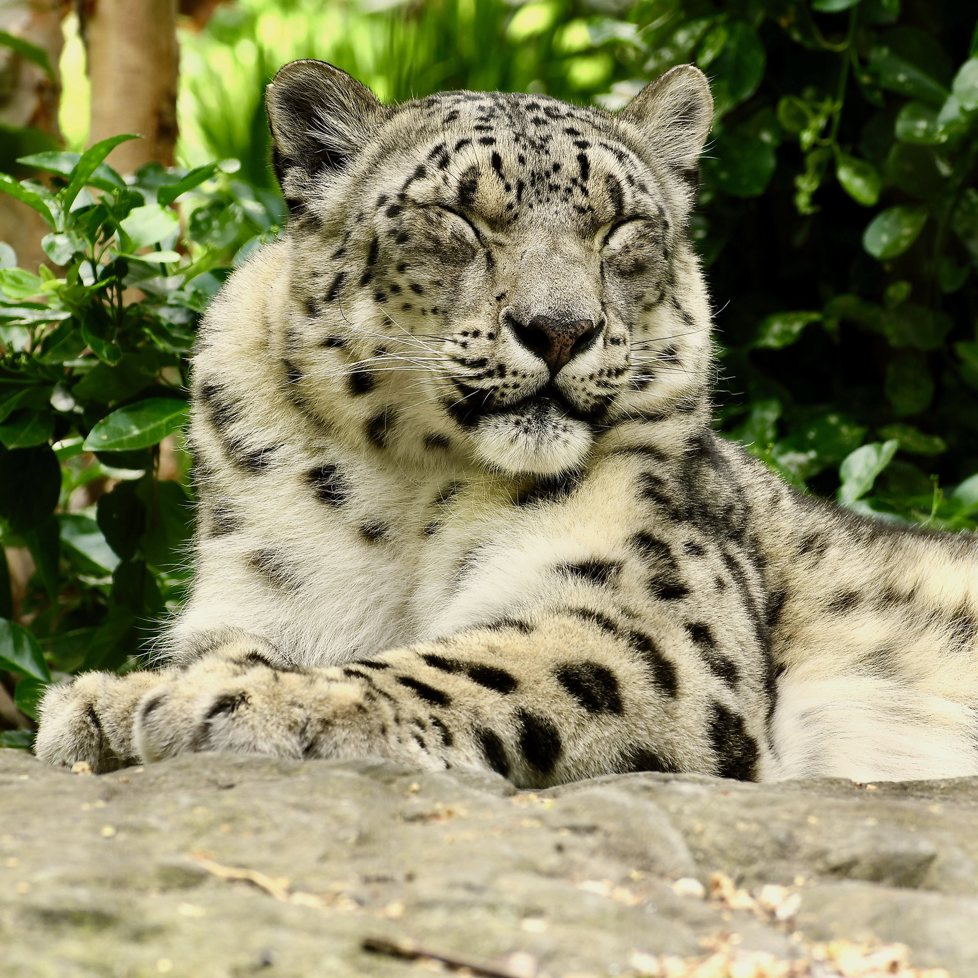 Central Park Zoo Snow Leopard © 2022 Geoffrey Erdahl
