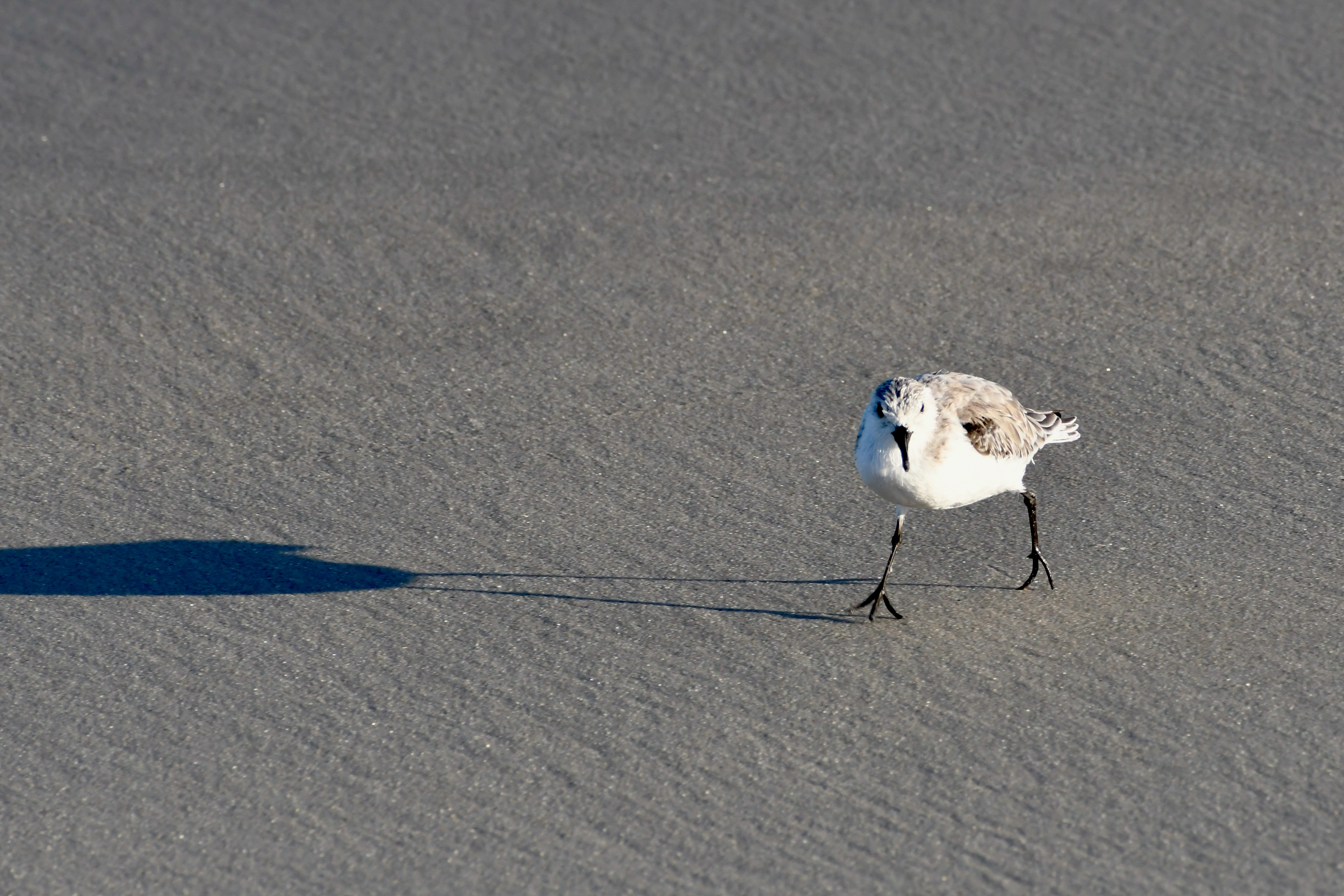 Sand Piper © 2023 Geoffrey Erdahl