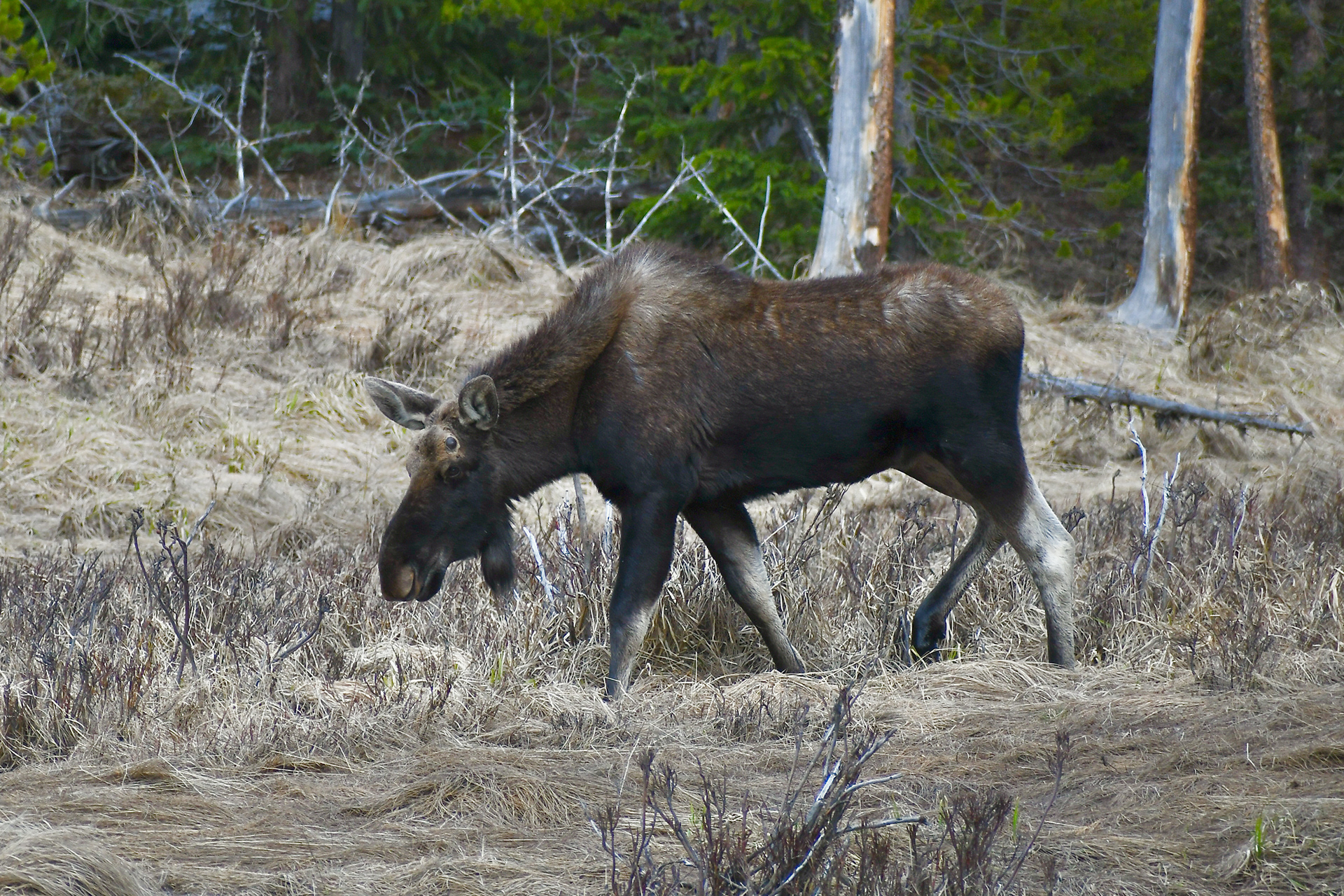 Moose RMNP © 2023 Geoffrey Erdahl