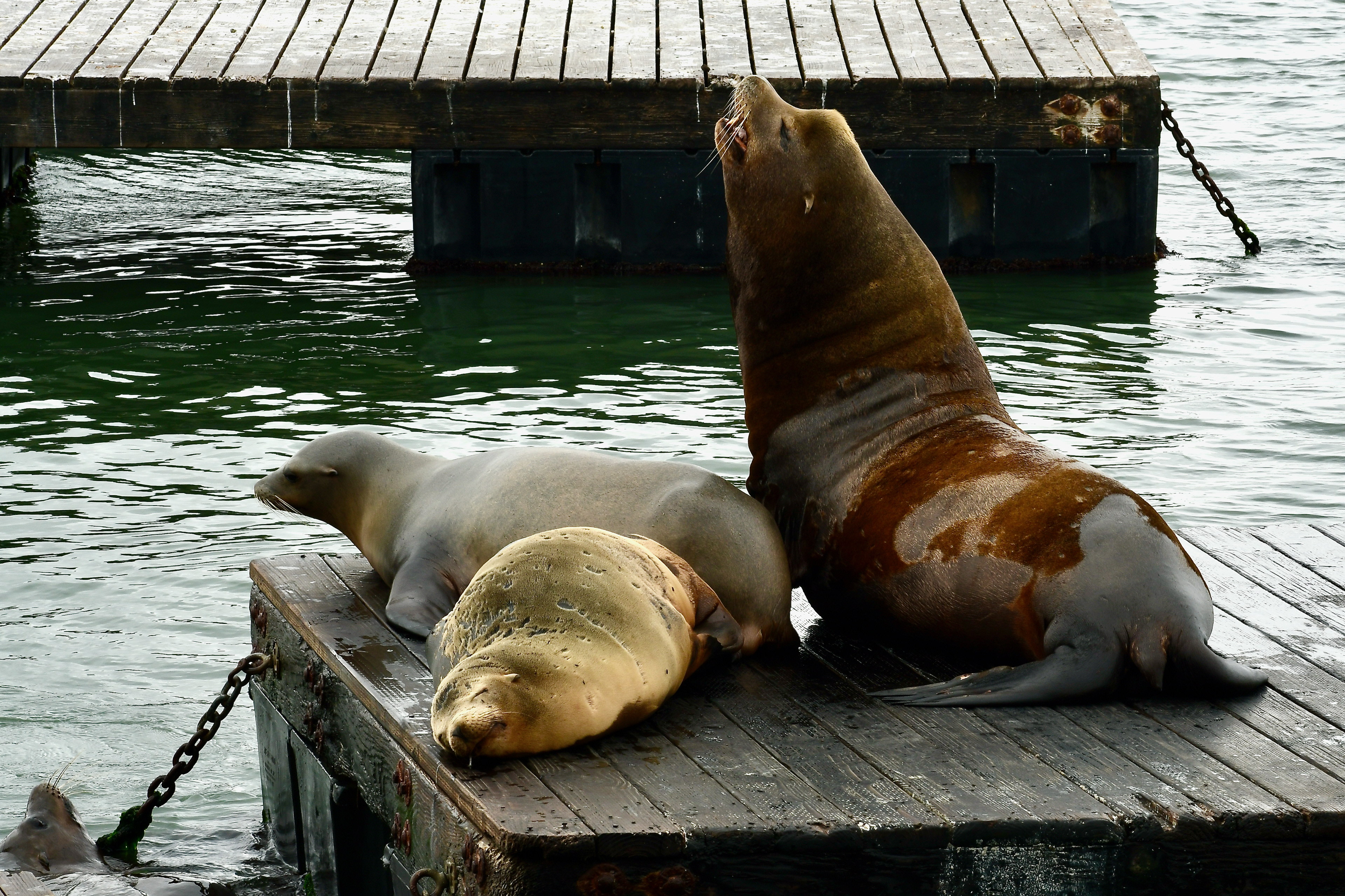 Sea Lions at Pier 39 © 2023 Geoffrey Erdahl