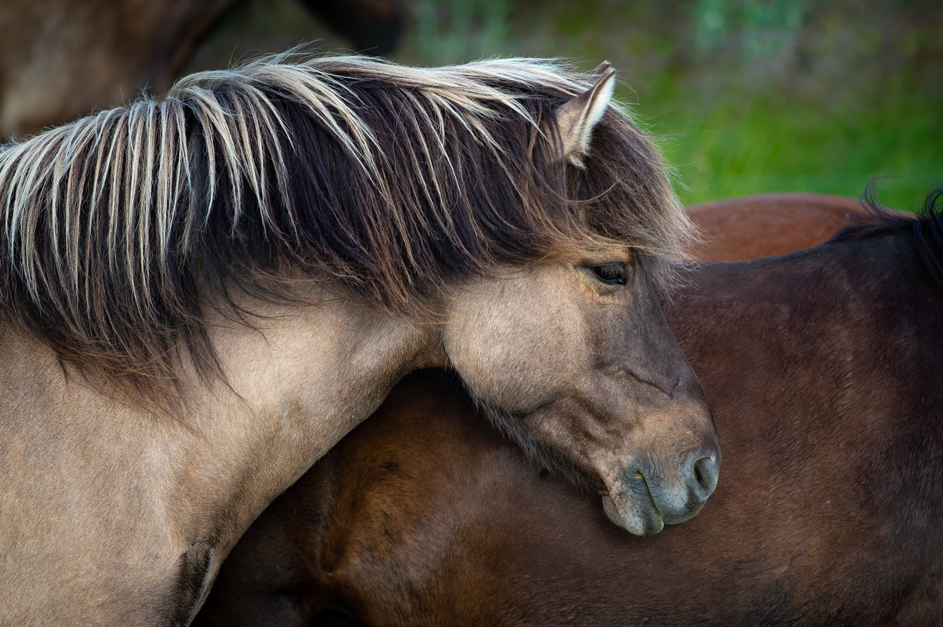 Icelandic Horses