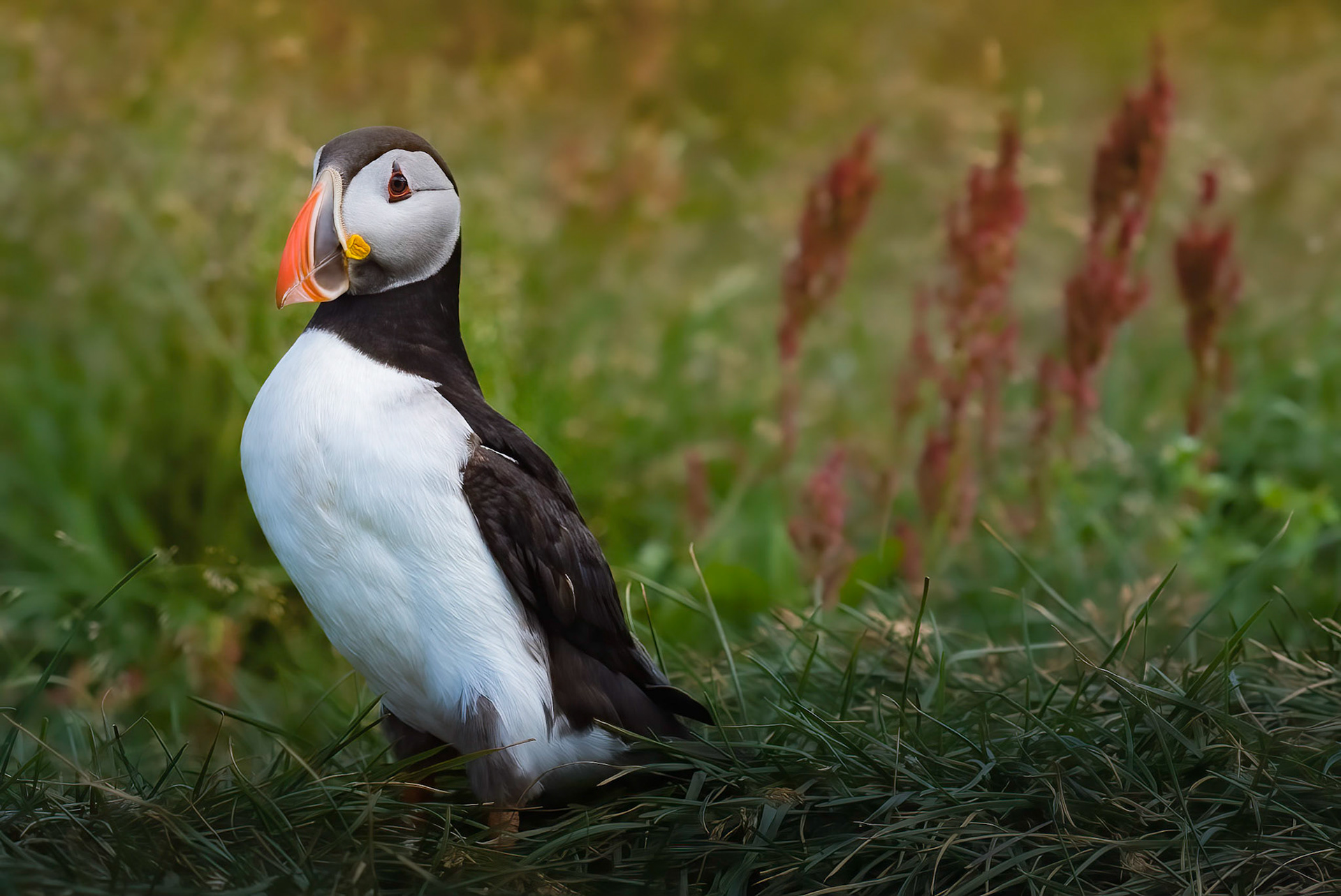 Proud Puffin
