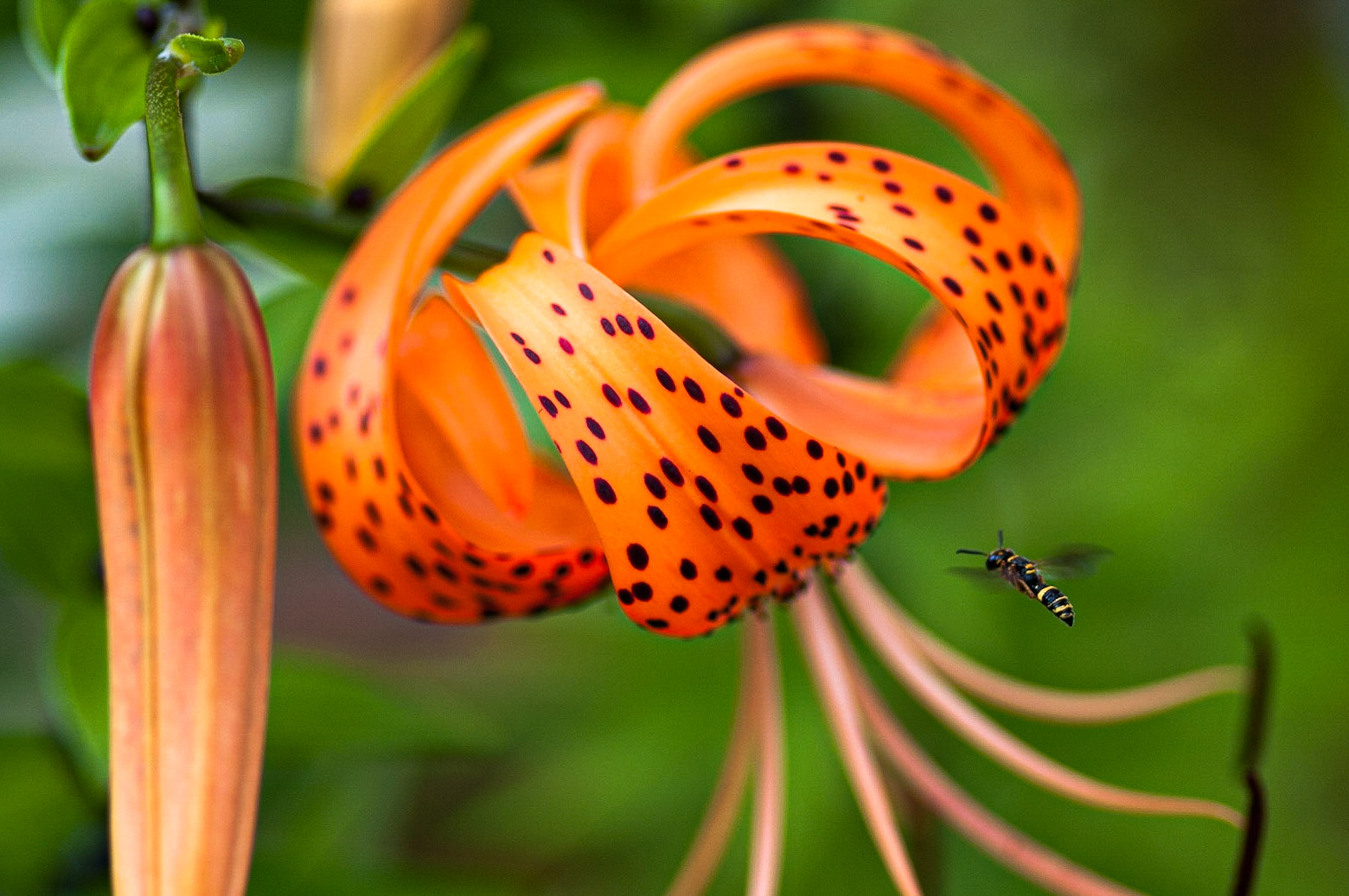 Tiger Lily Visitor