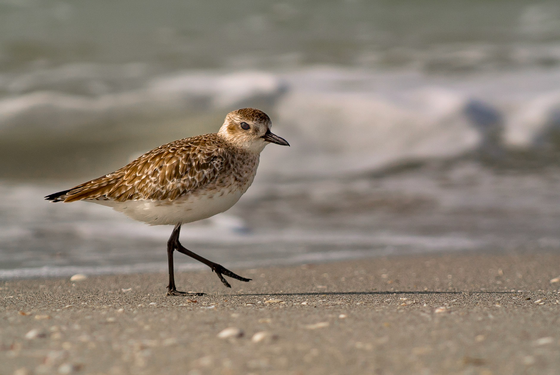 Prancing Plover
