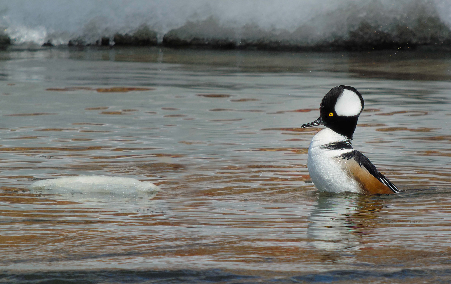 Hooded Merganser