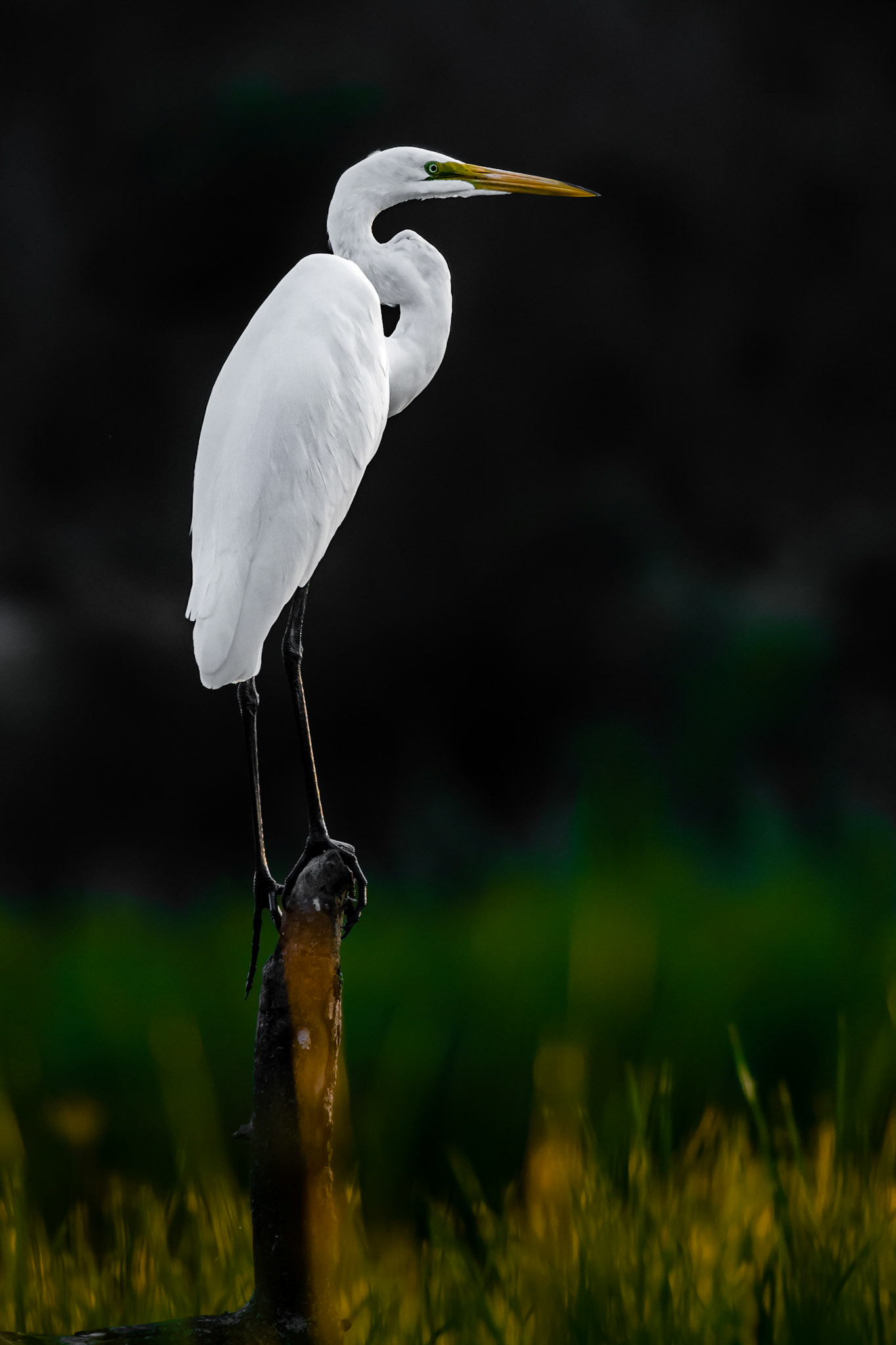 Bird on a Stick