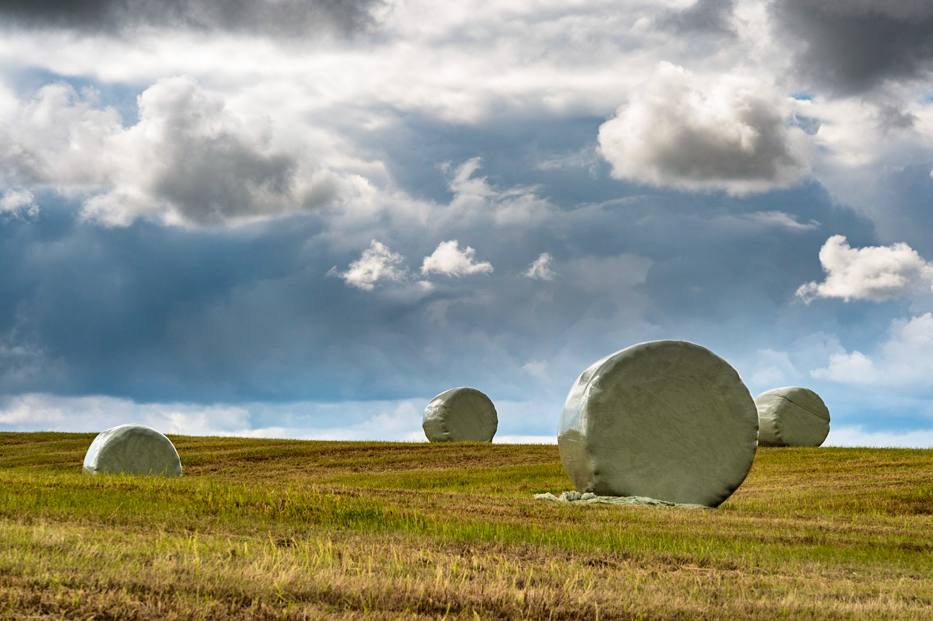 Marshmallow Fields