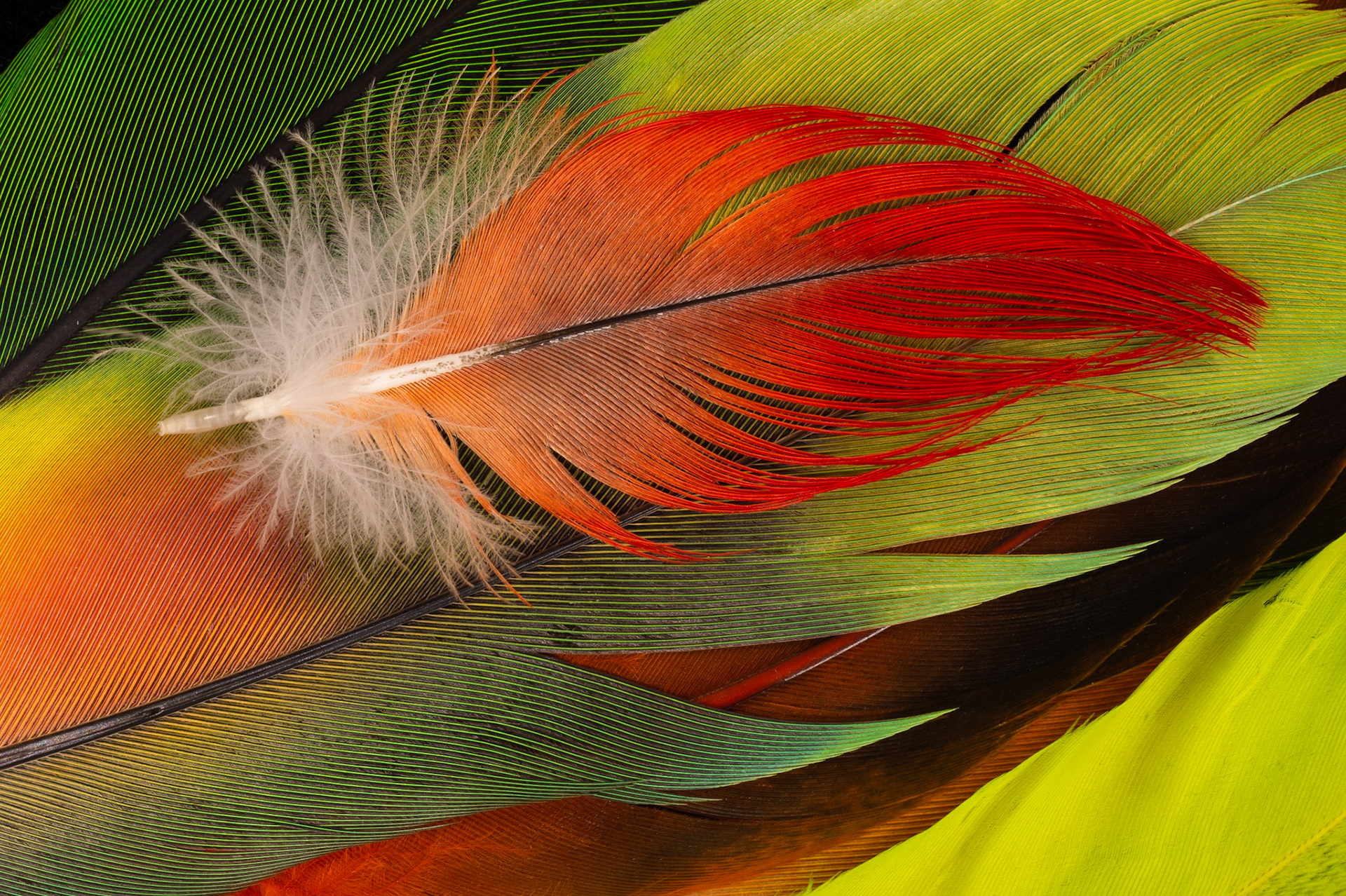 Feathers of a Bird