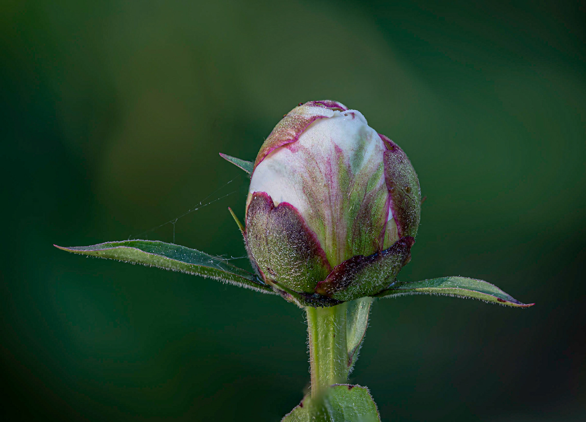 Peony Up Close
