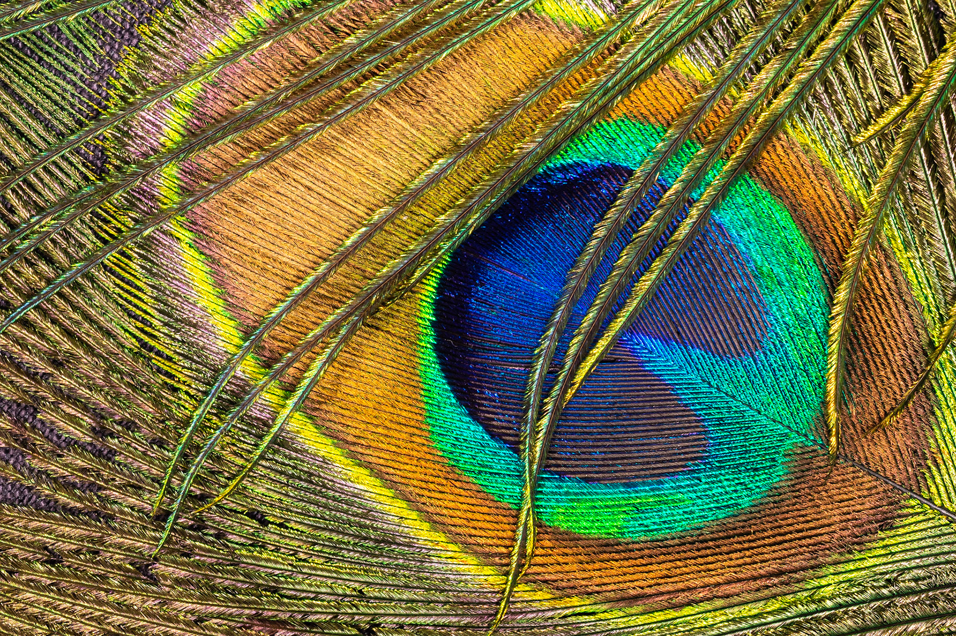 Eye of the Peacock