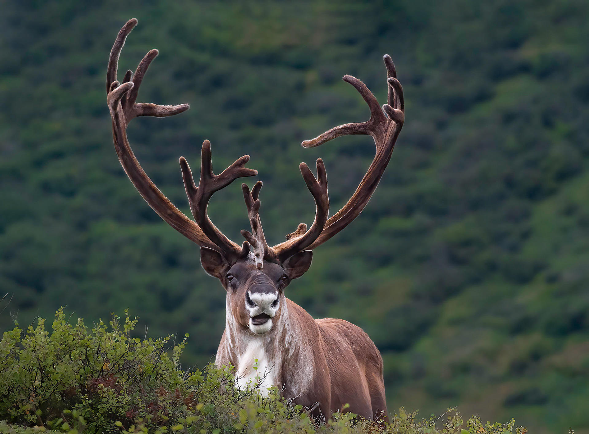 Majestic Elk