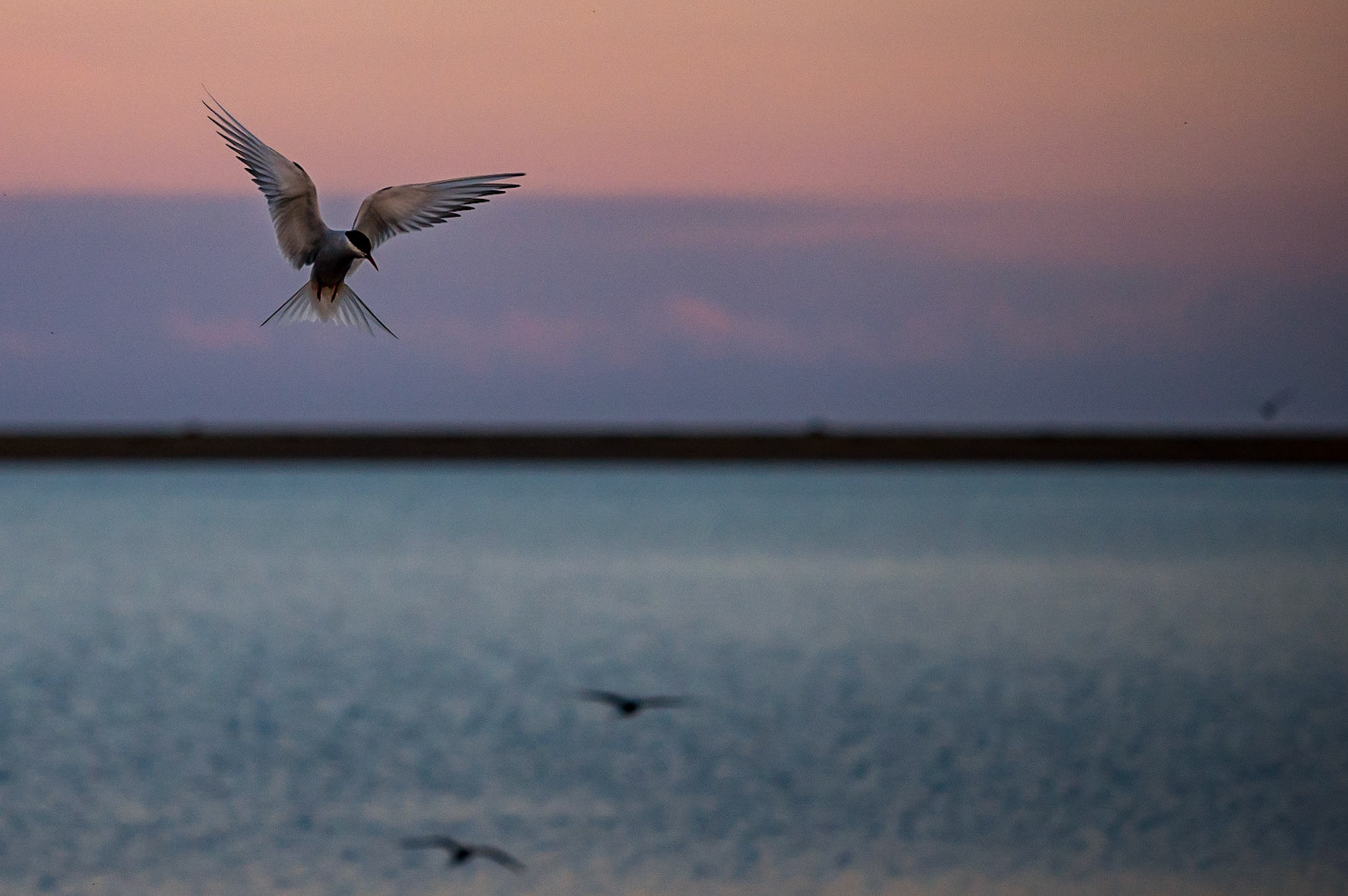 Arctic Tern