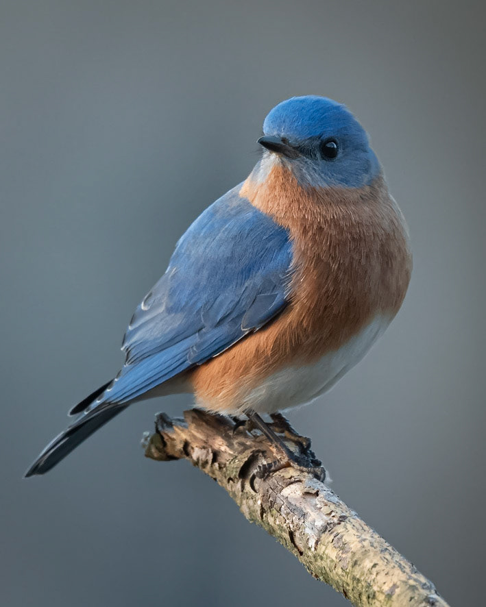 Bluebird on a Stick