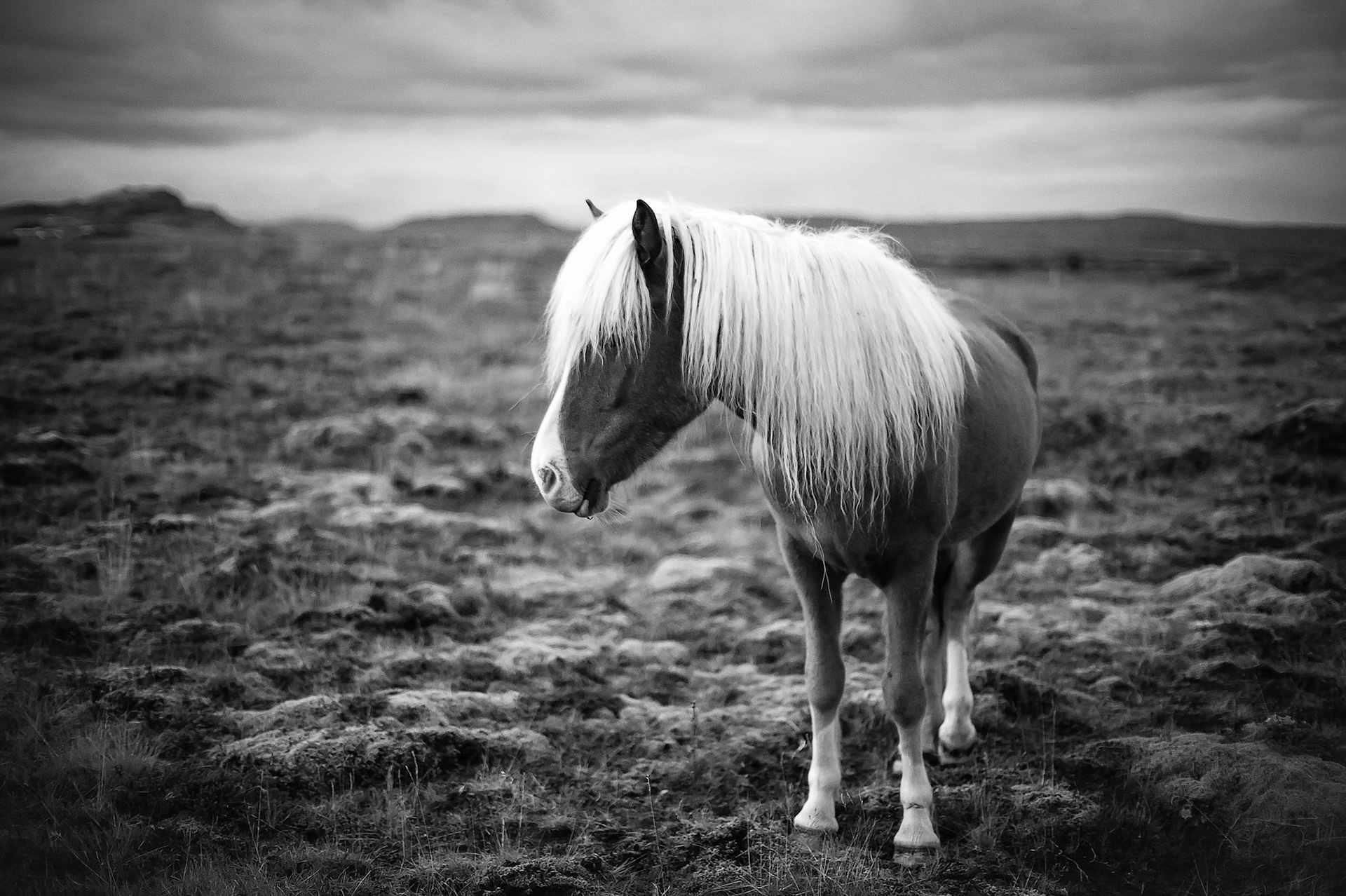 Lonesome Horse