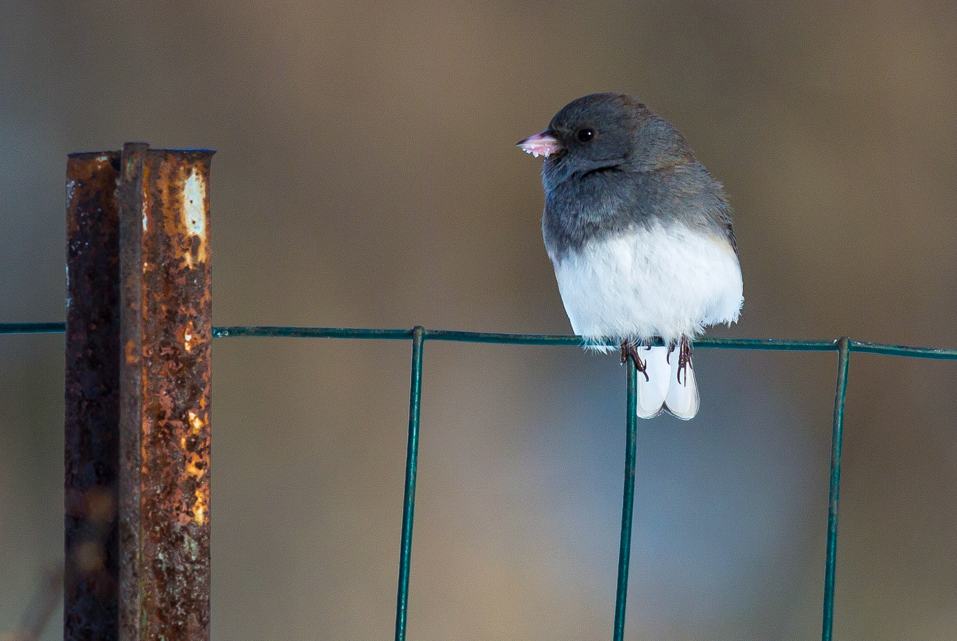 Bird on a Wire