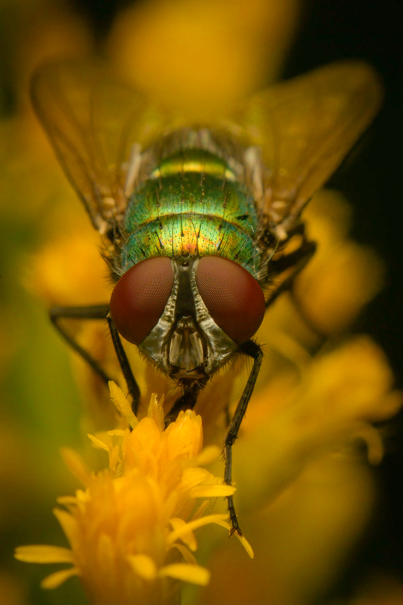 The Fly