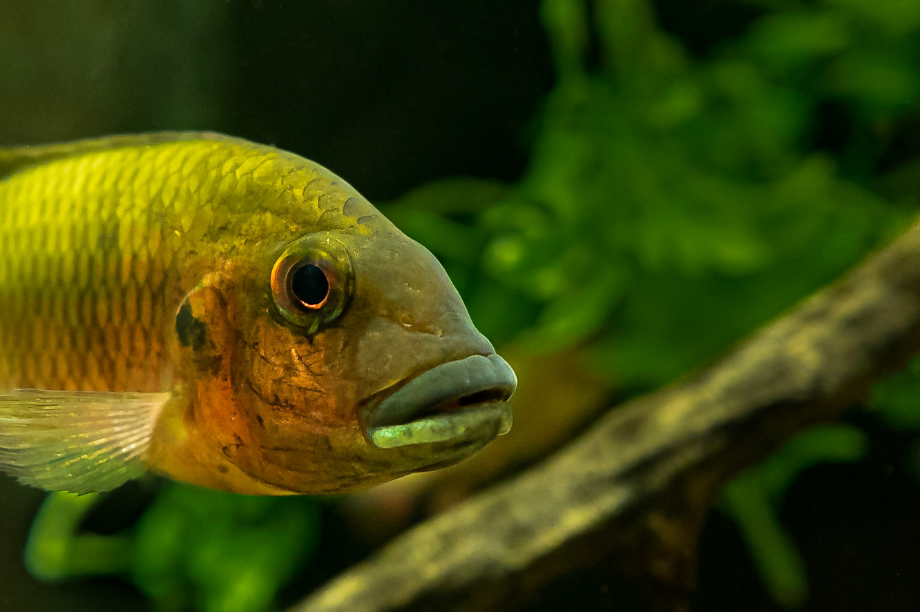 One Fish