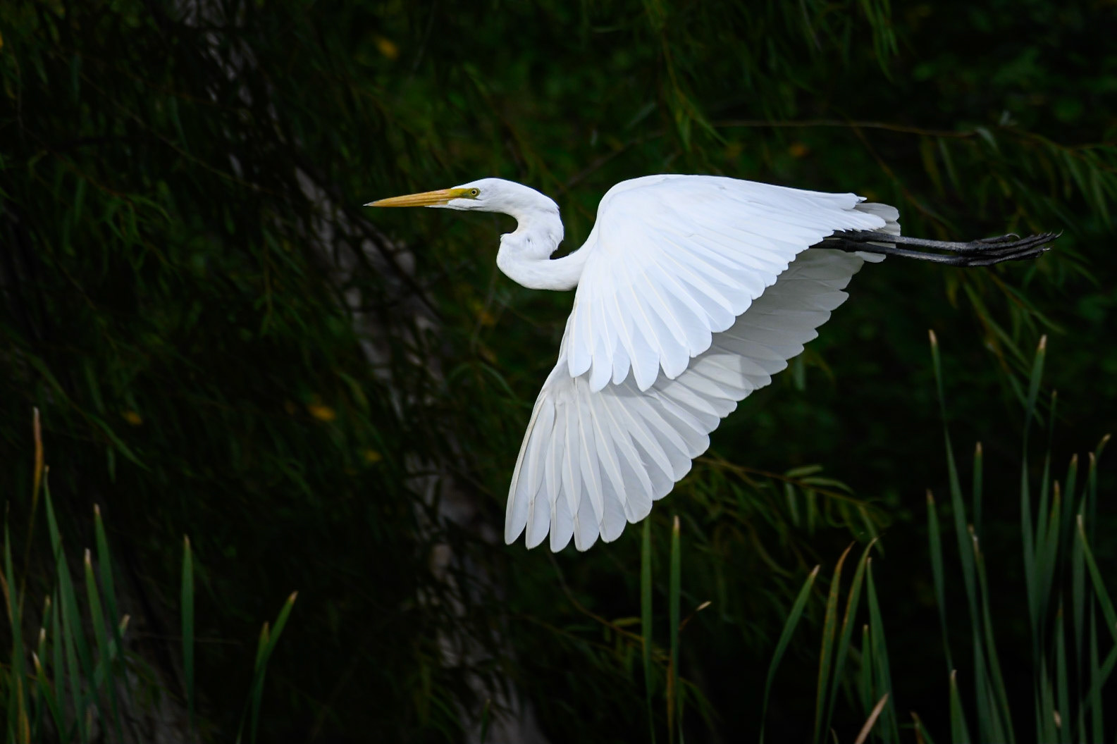 Egret in Flight