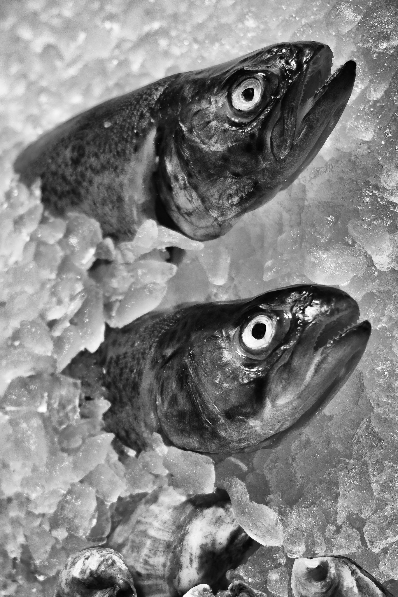 Fillets of Soul