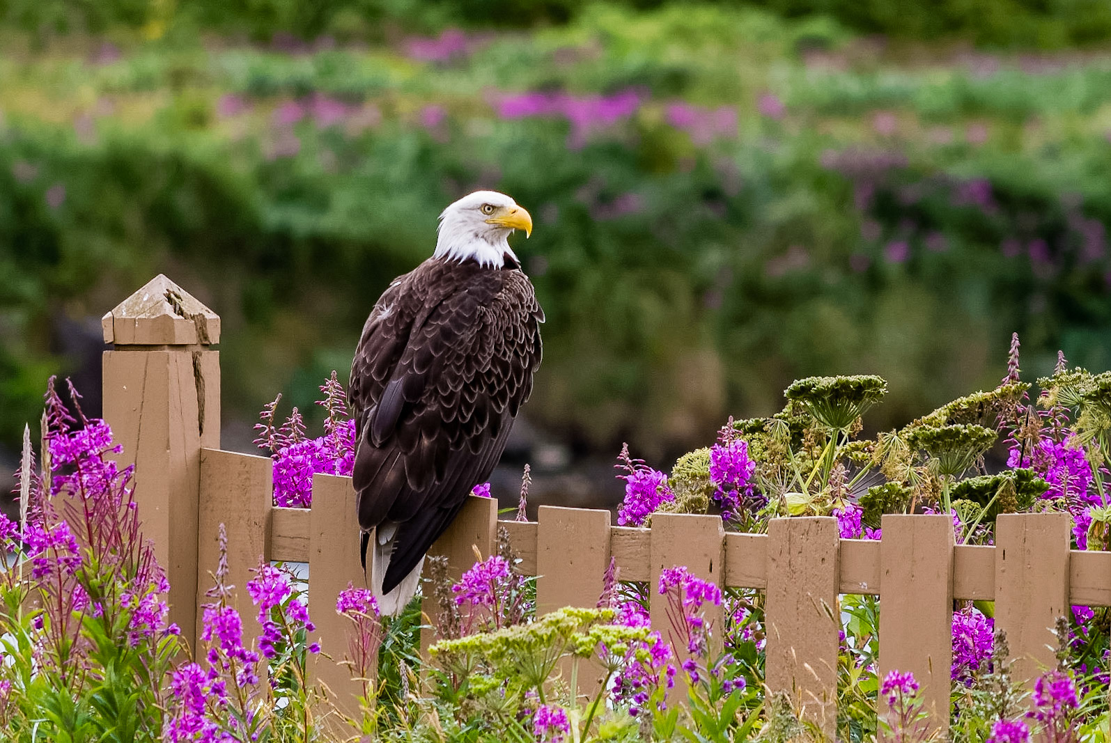 Bald Eagle