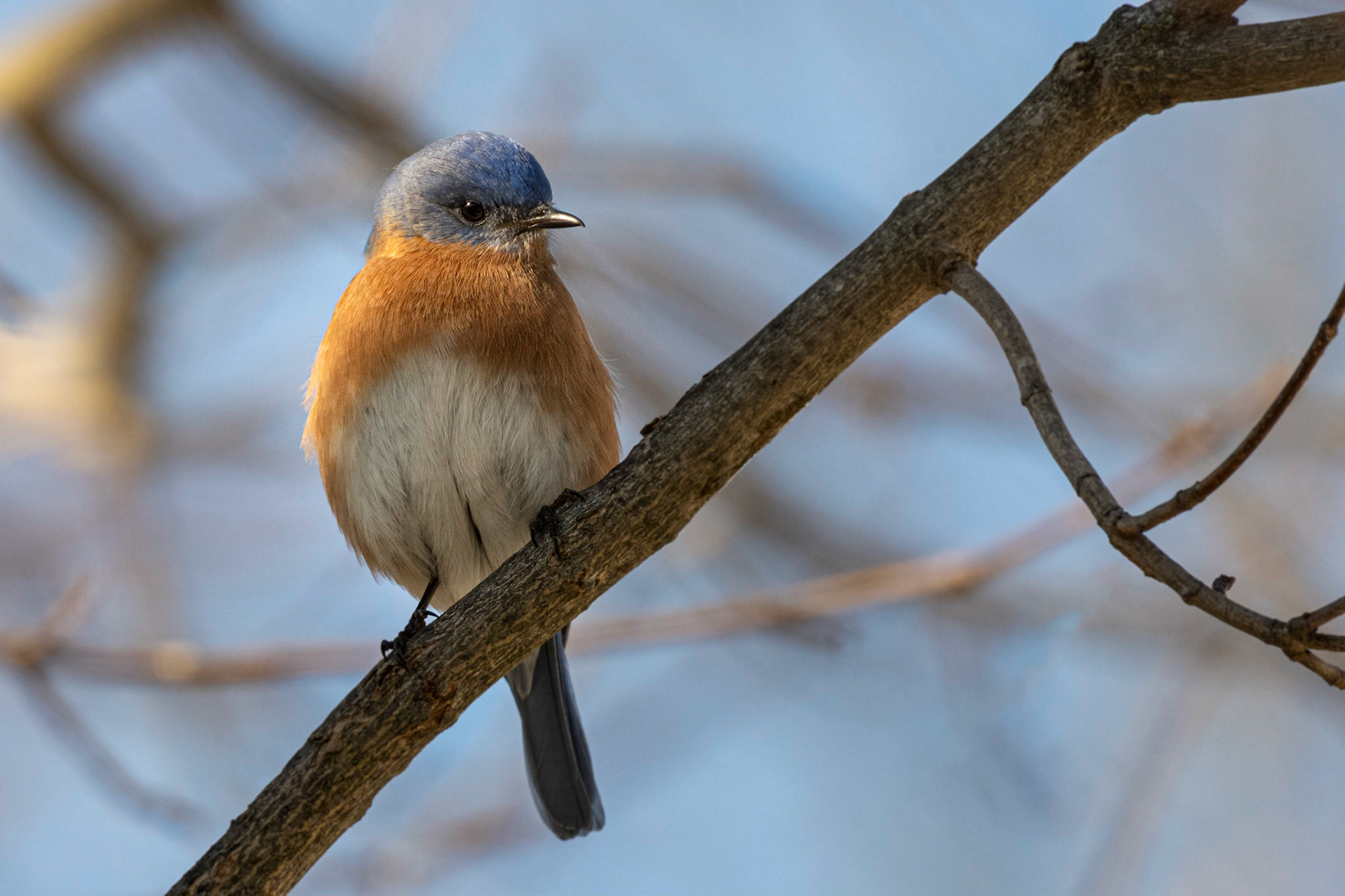 Papa Bluebird