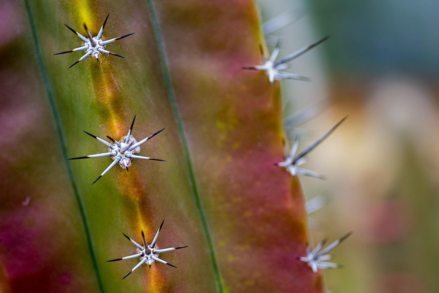 Prickly
