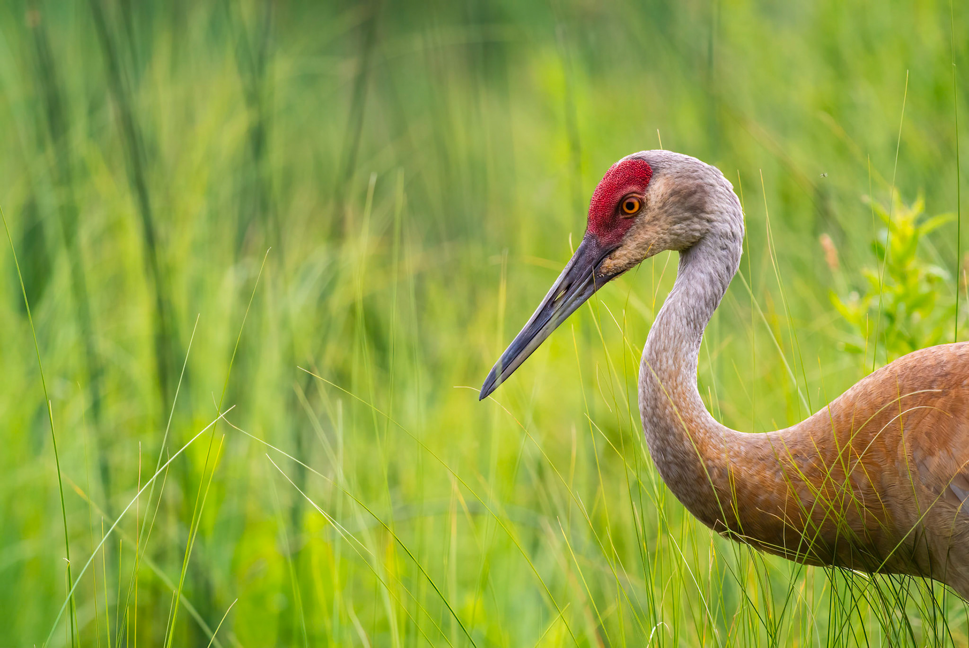 Sandhill at Pickerel