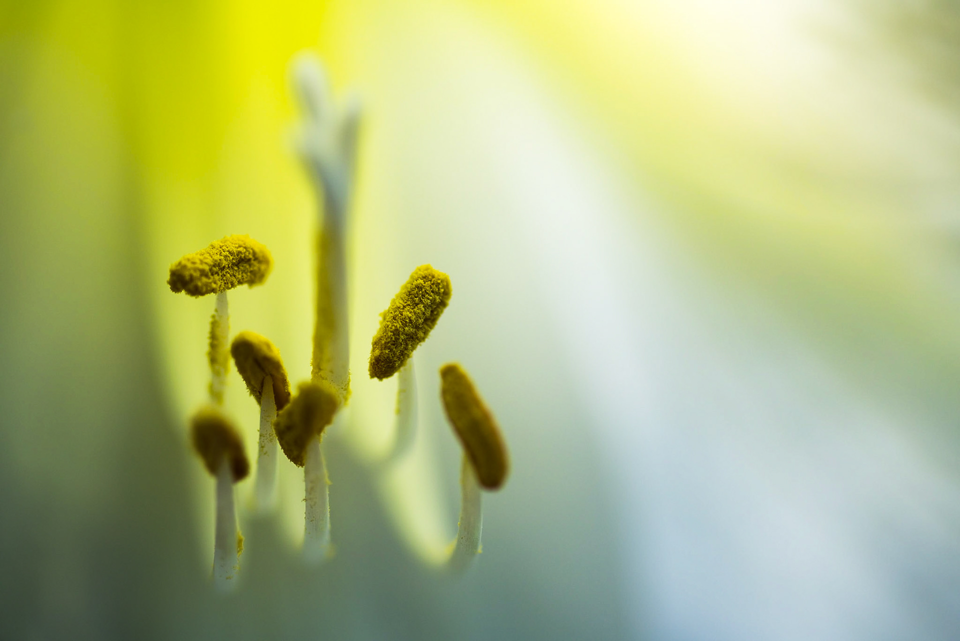 Stamen