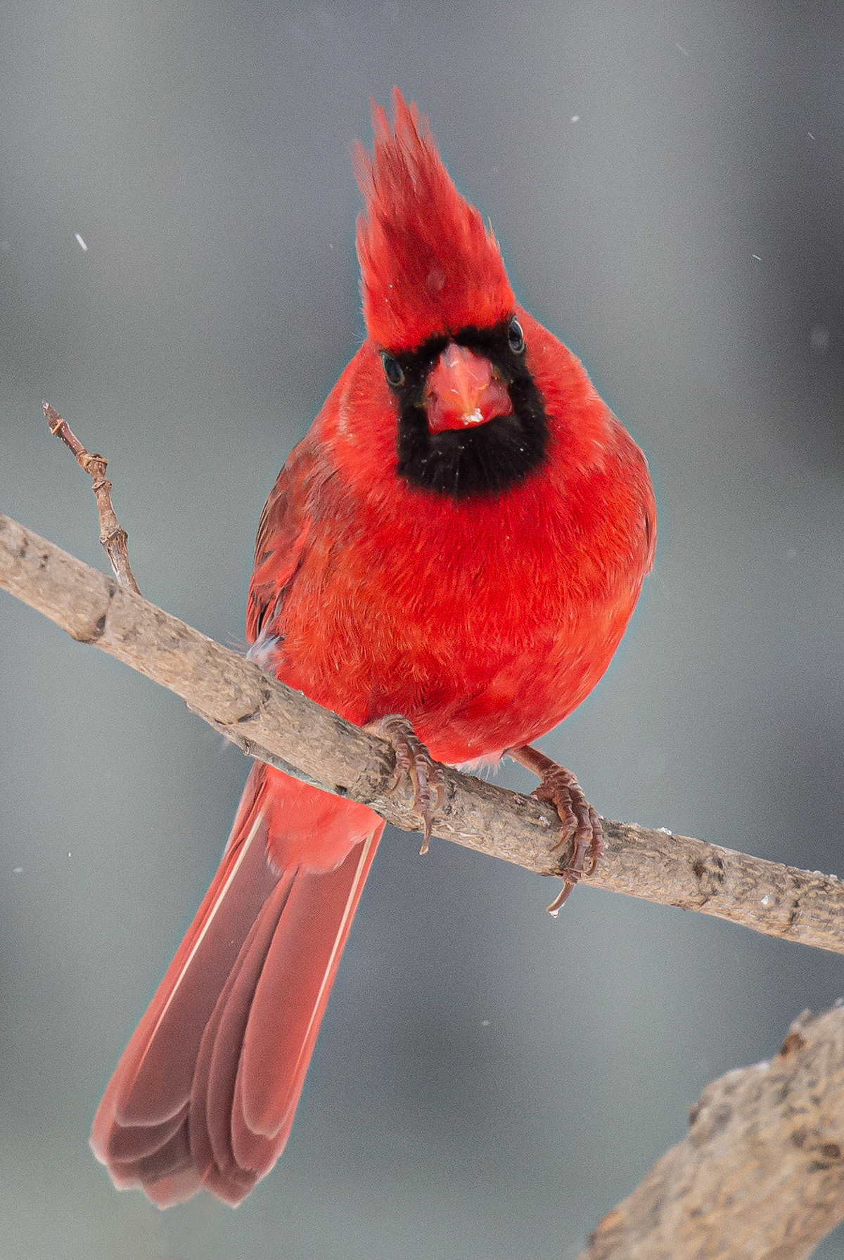 Angry Birdg