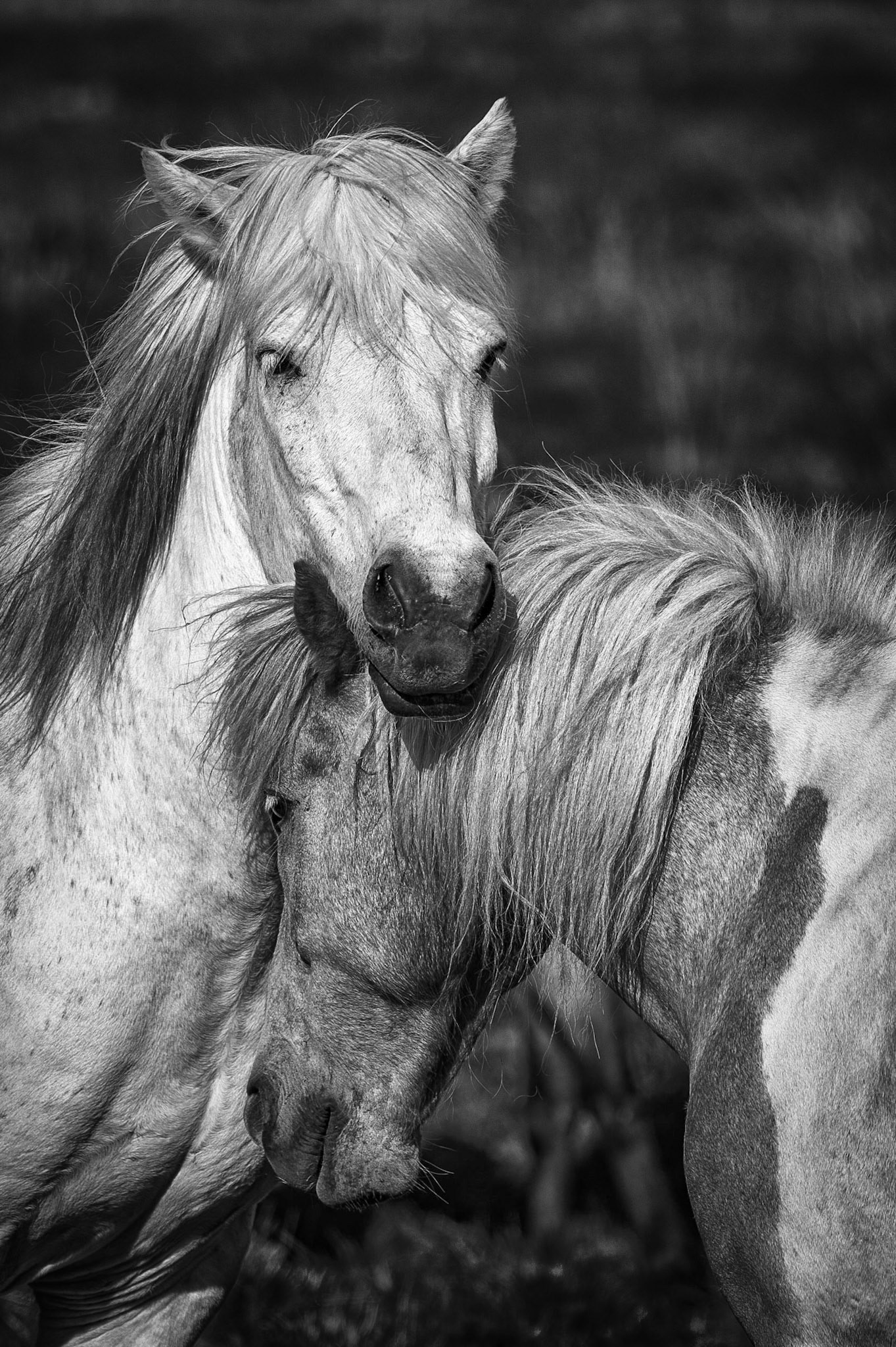 Buddies
