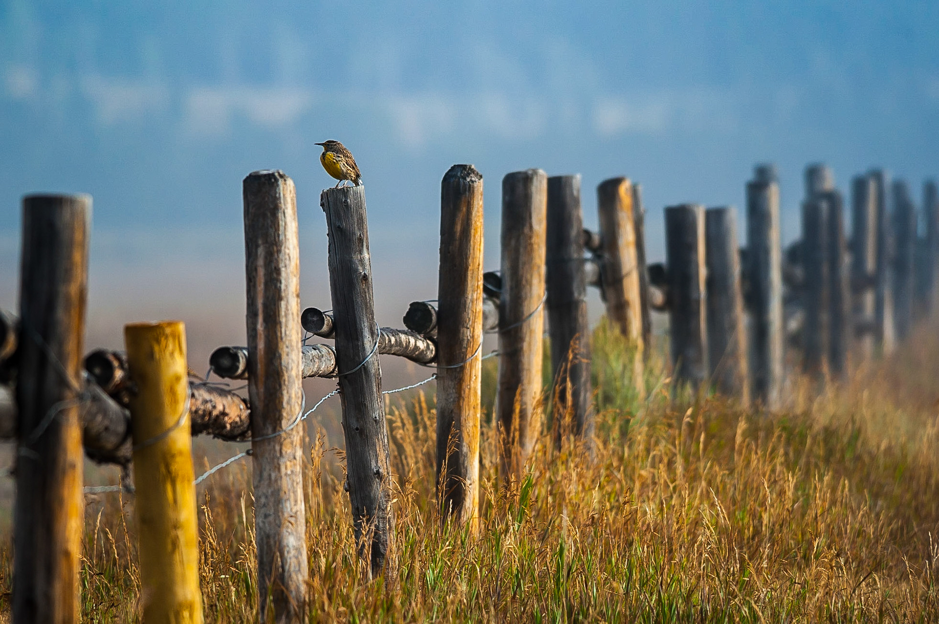 Western Meadowlark