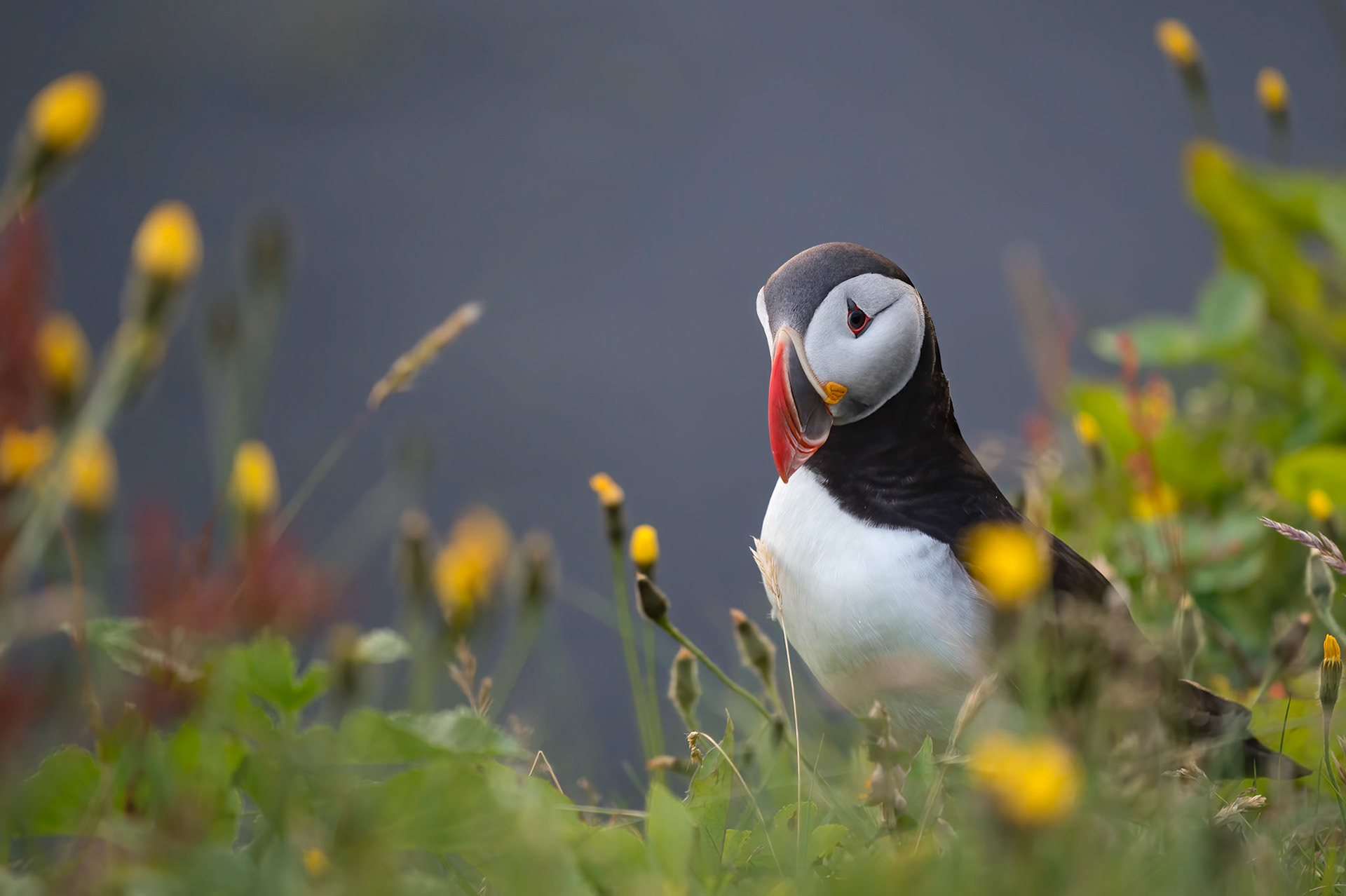 Cute as Puffin