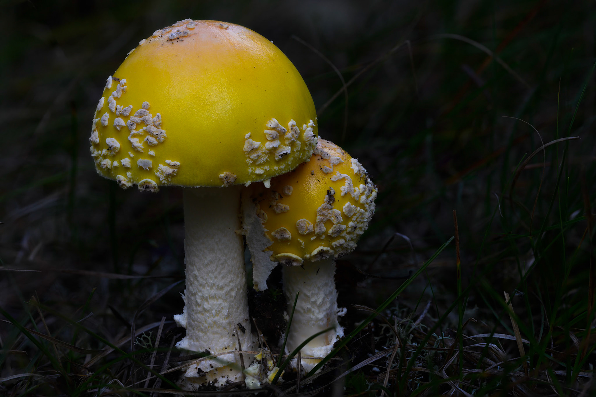 Shrooms