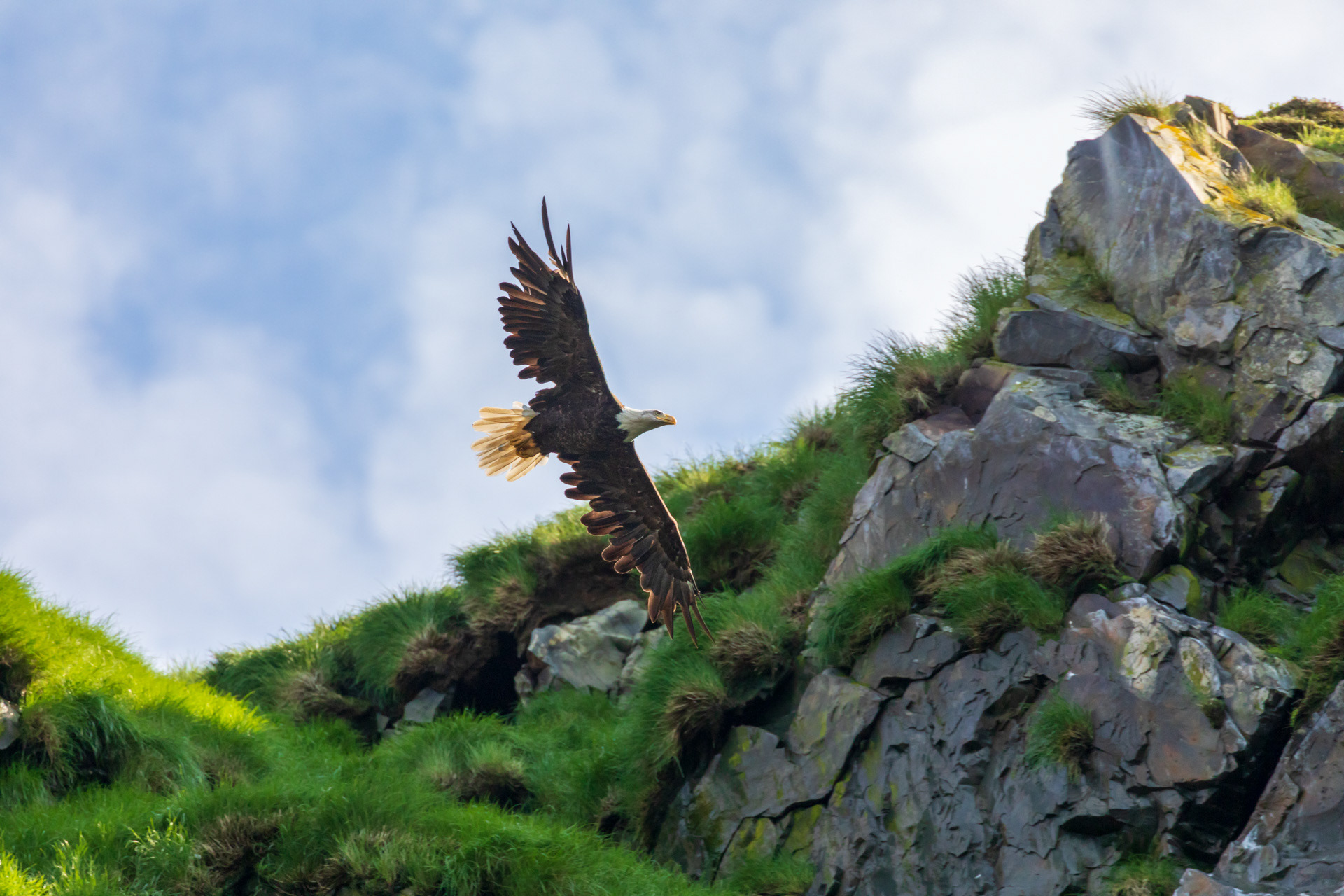 Weißkopfseeadler auf Neufundland
