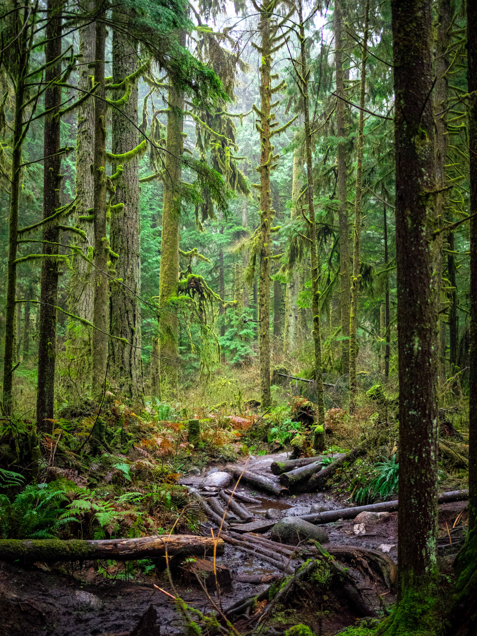 Somewhere in Lynn Valley