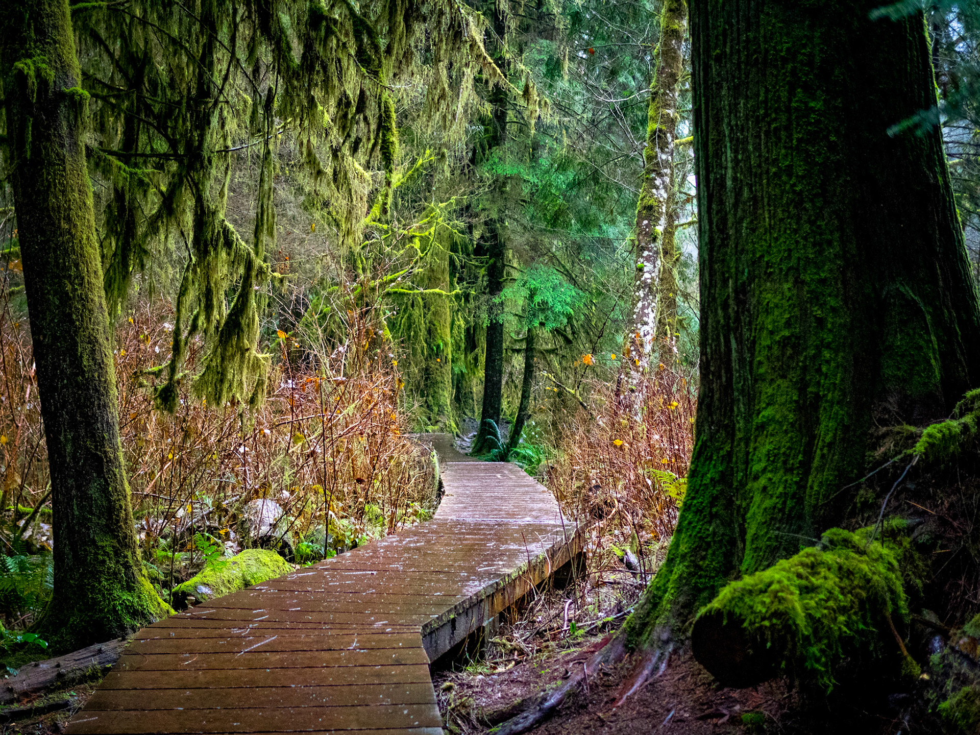 Somewhere in Lynn Valley