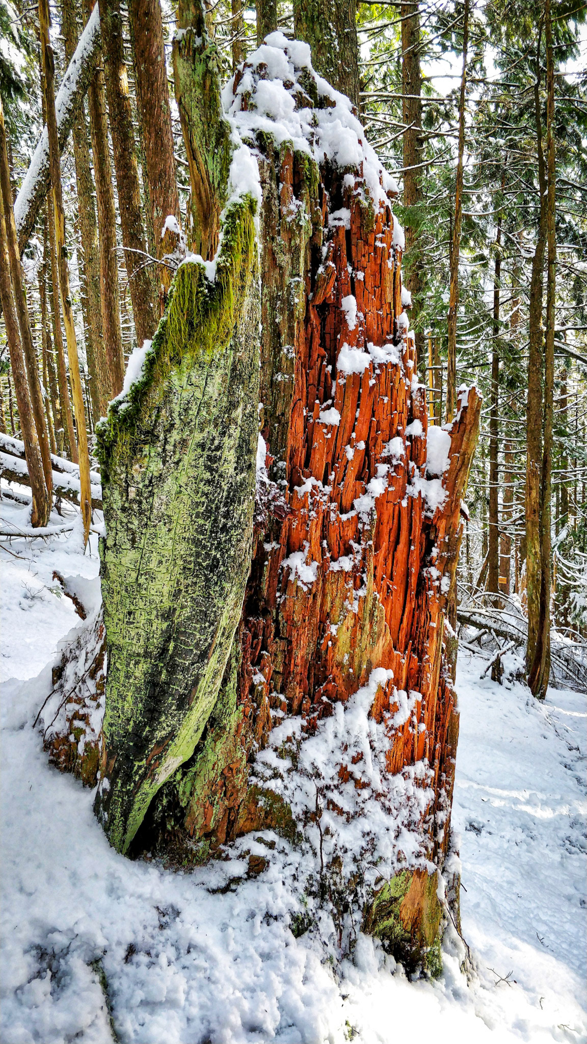 BCMC trail in winter